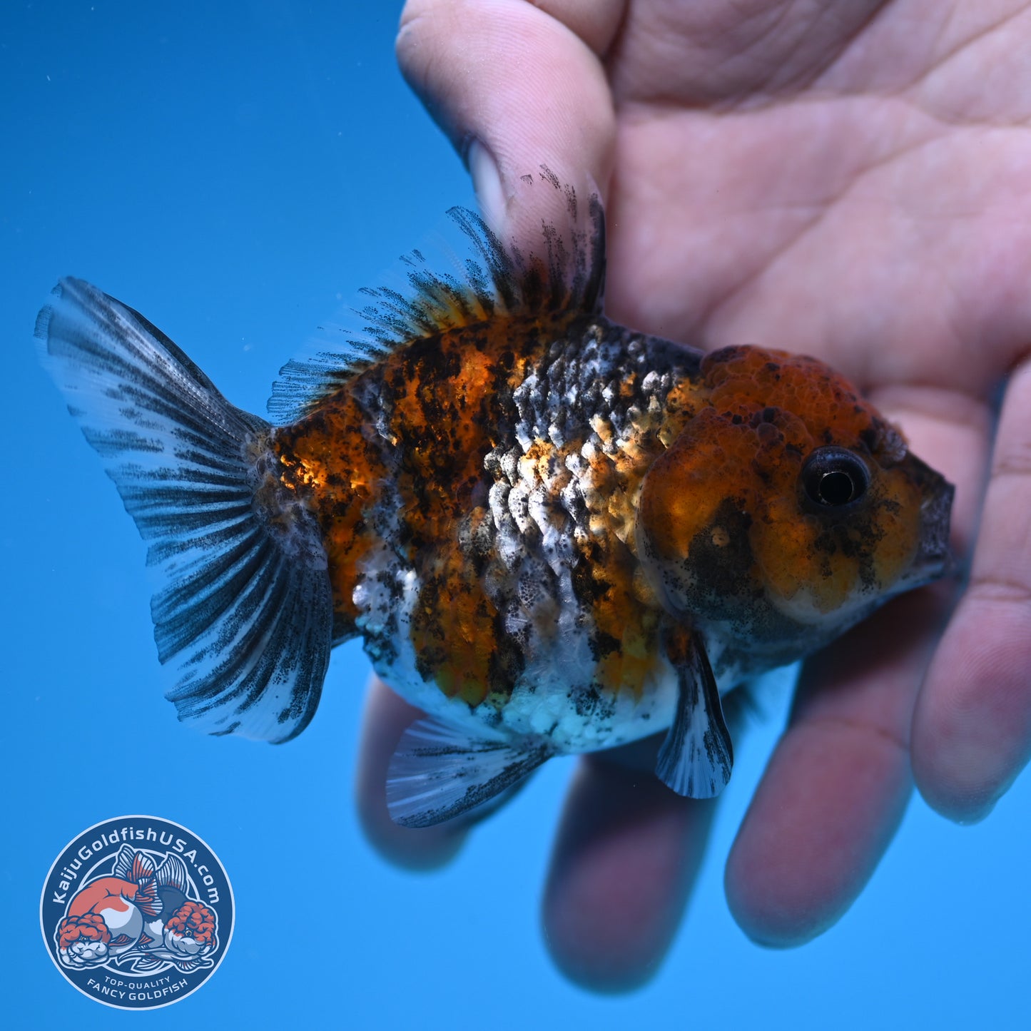 Juvenile Shogun White Tiger Oranda 3 inch Body (251031_OR09)