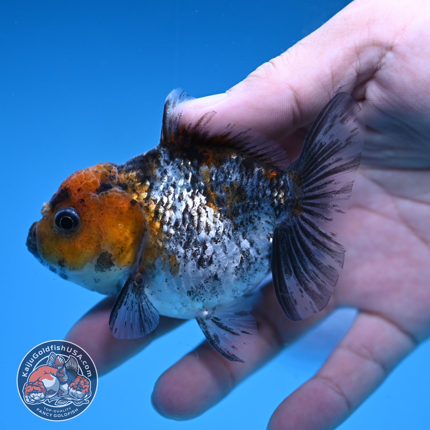 Juvenile Shogun White Tiger Oranda 3 inch Body (251031_OR09)