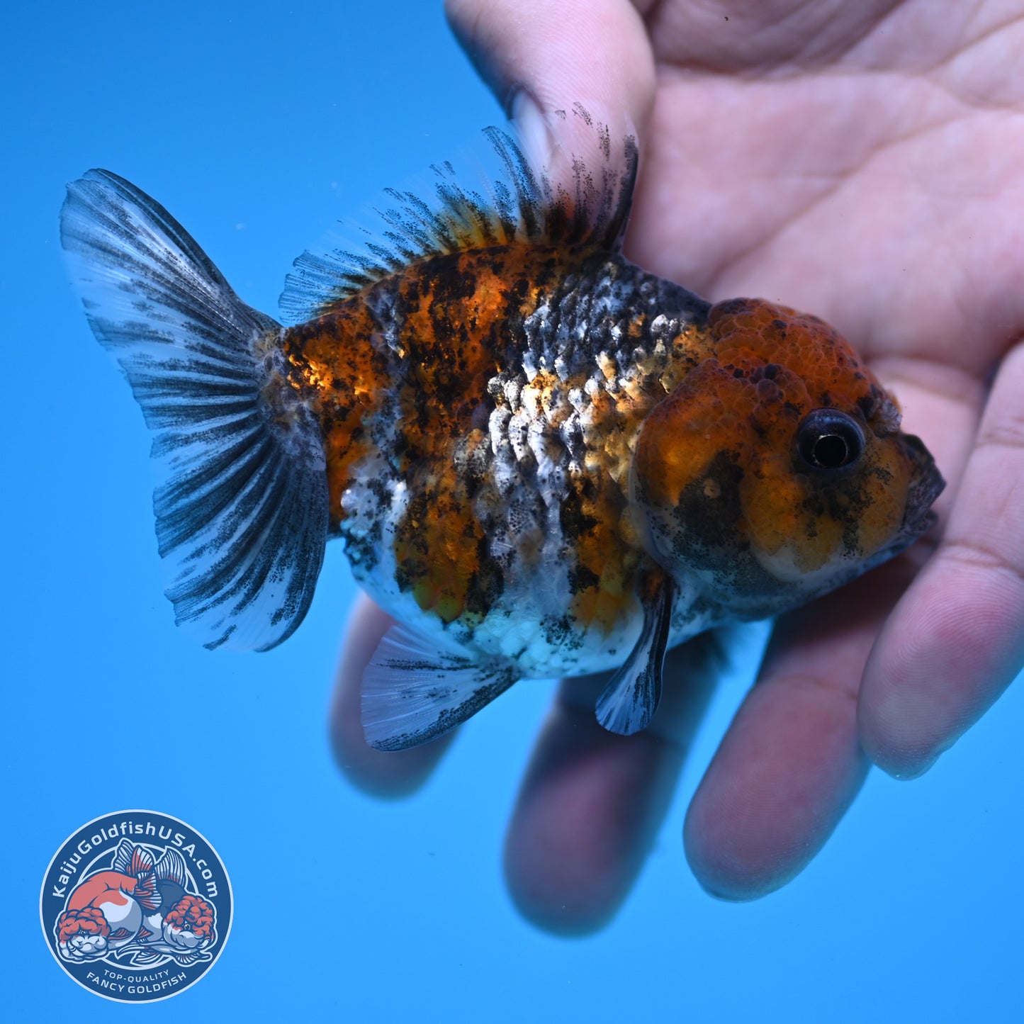 Juvenile Shogun White Tiger Oranda 3 inch Body (251031_OR09)