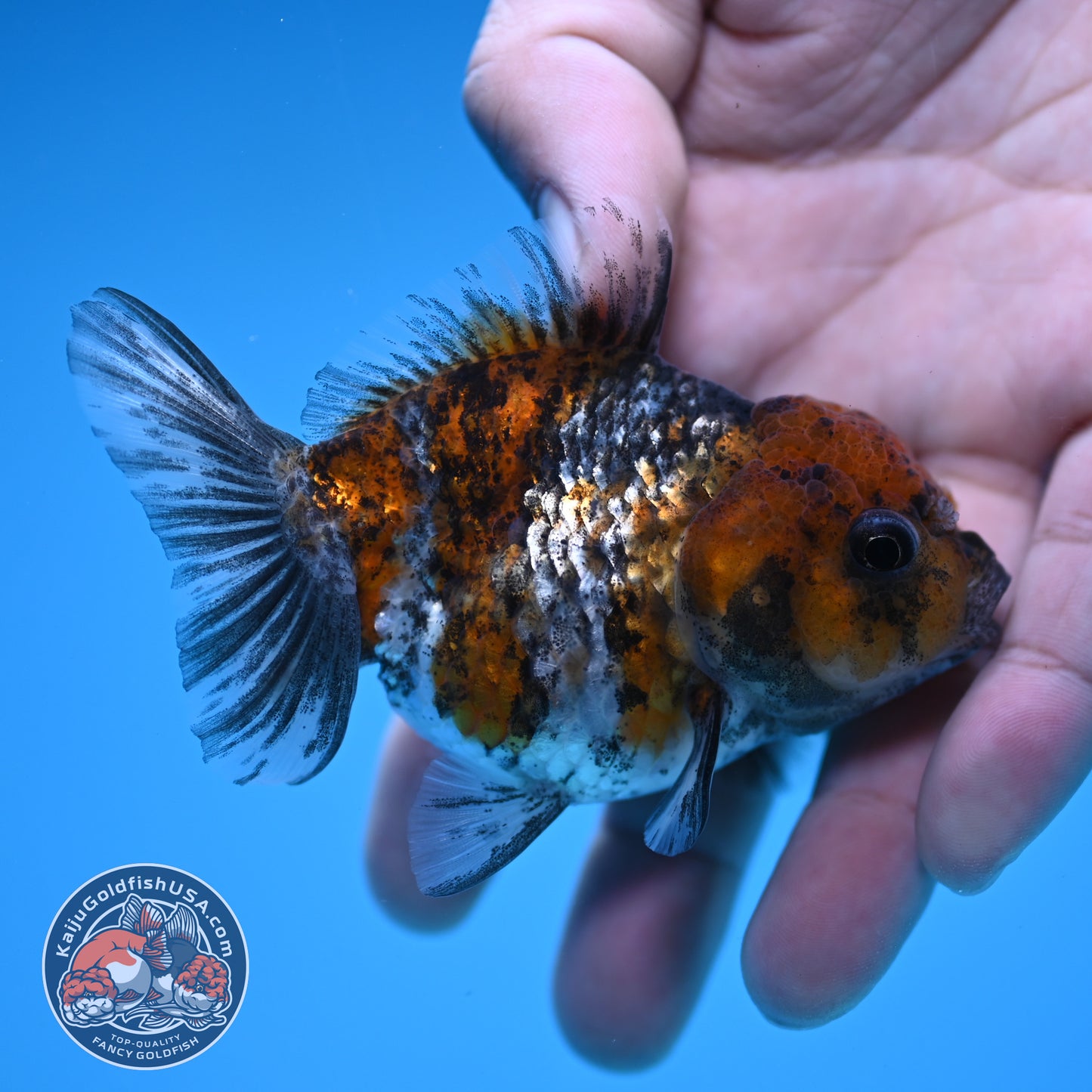 Juvenile Shogun White Tiger Oranda 3 inch Body (251031_OR09)