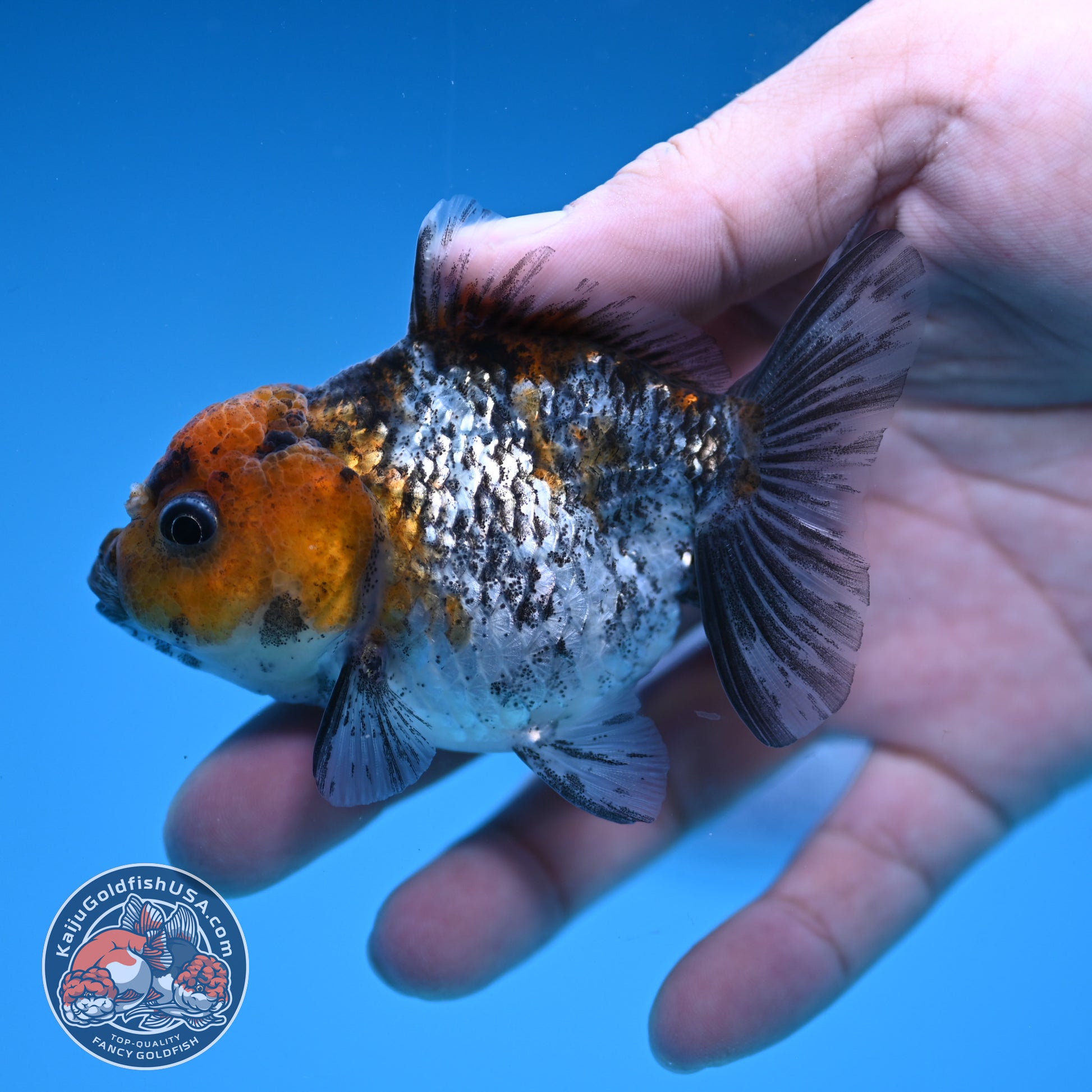 Juvenile Shogun White Tiger Oranda 3 inch Body (251031_OR09)