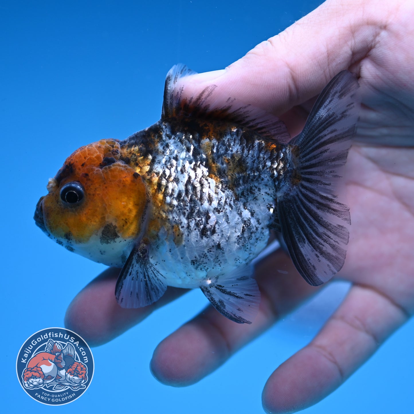 Juvenile Shogun White Tiger Oranda 3 inch Body (251031_OR09)