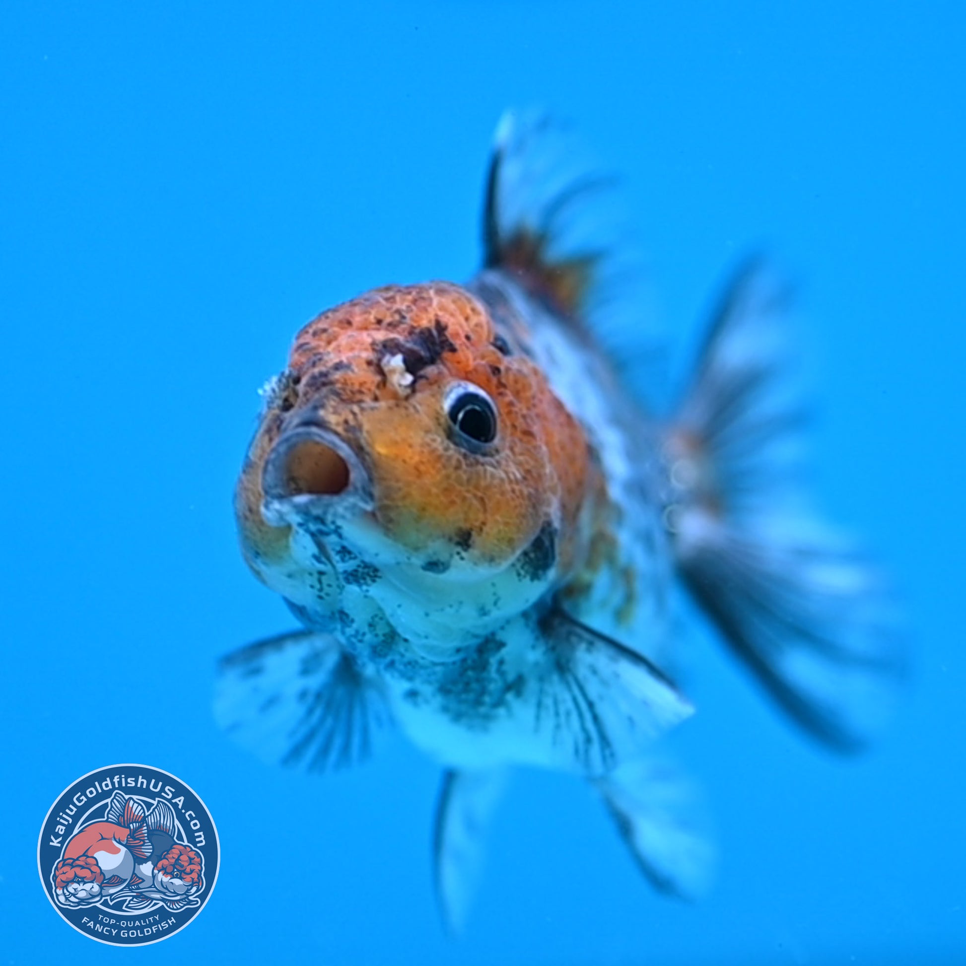 Juvenile Shogun White Tiger Oranda 3 inch Body (251031_OR09)