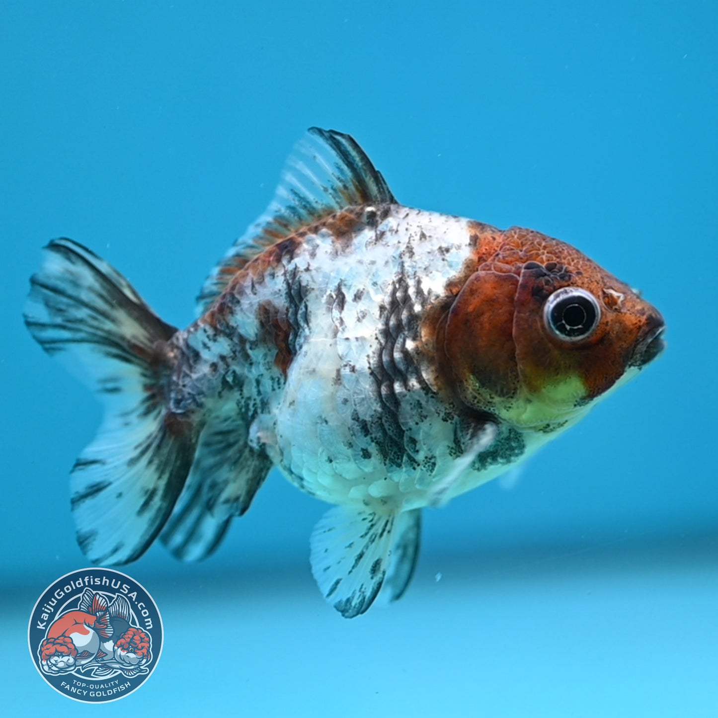 Juvenile Shogun White Tiger Oranda 3 inch Body (251121_OR23)