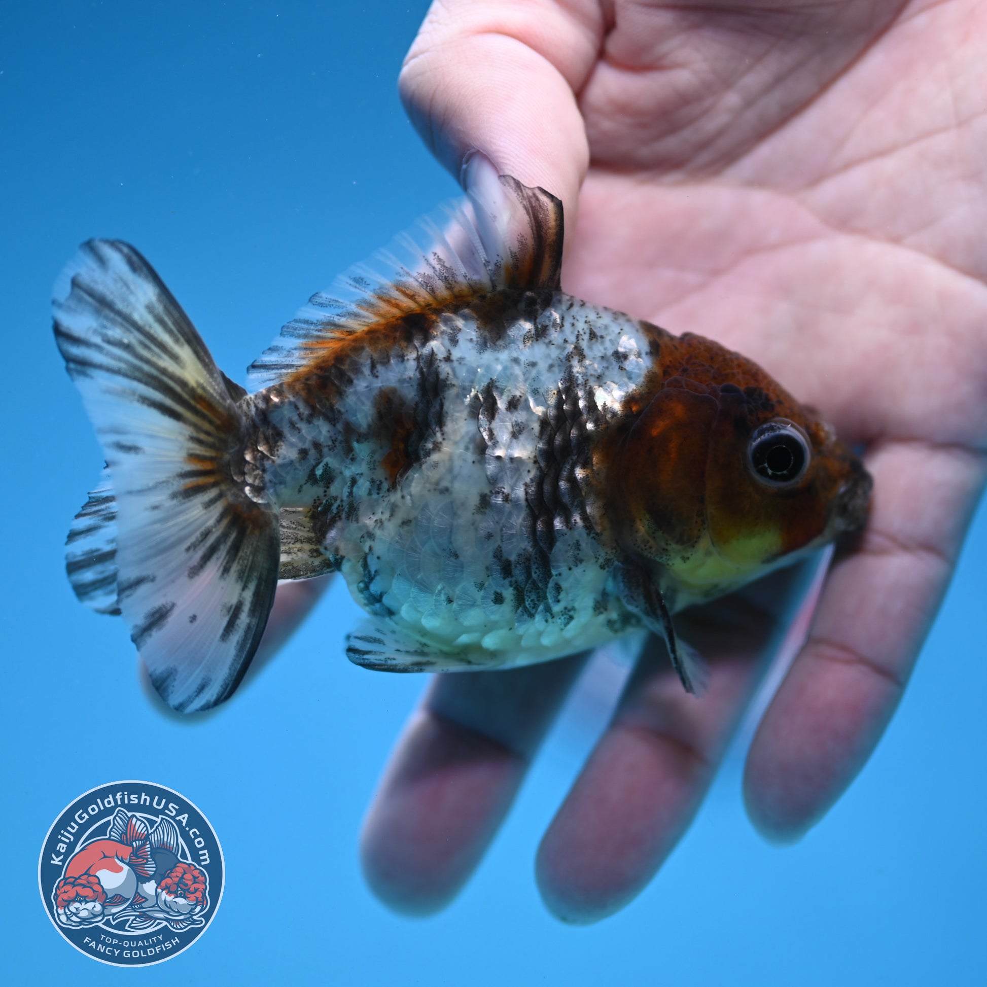 Juvenile Shogun White Tiger Oranda 3 inch Body (251121_OR23)