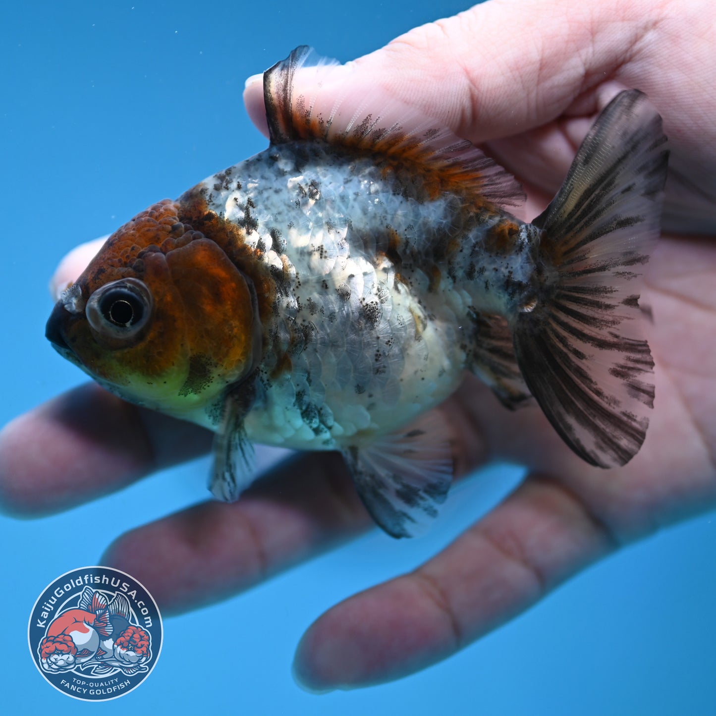 Juvenile Shogun White Tiger Oranda 3 inch Body (251121_OR23)