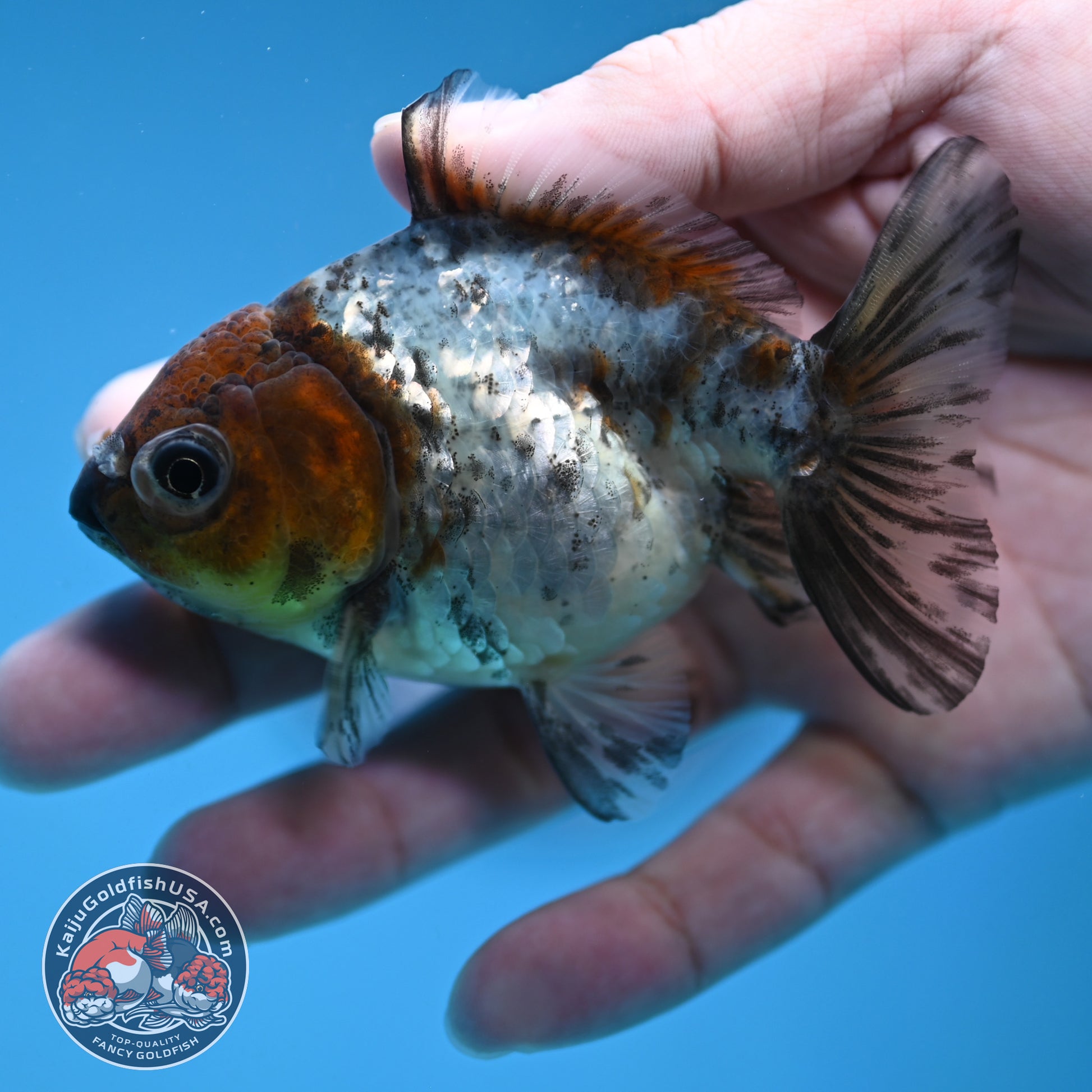 Juvenile Shogun White Tiger Oranda 3 inch Body (251121_OR23)