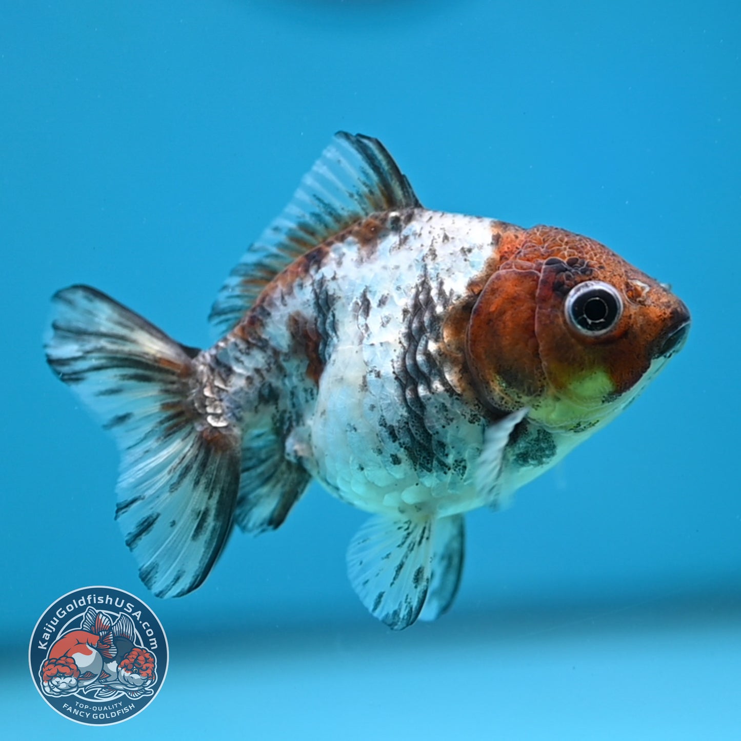 Juvenile Shogun White Tiger Oranda 3 inch Body (251121_OR23)