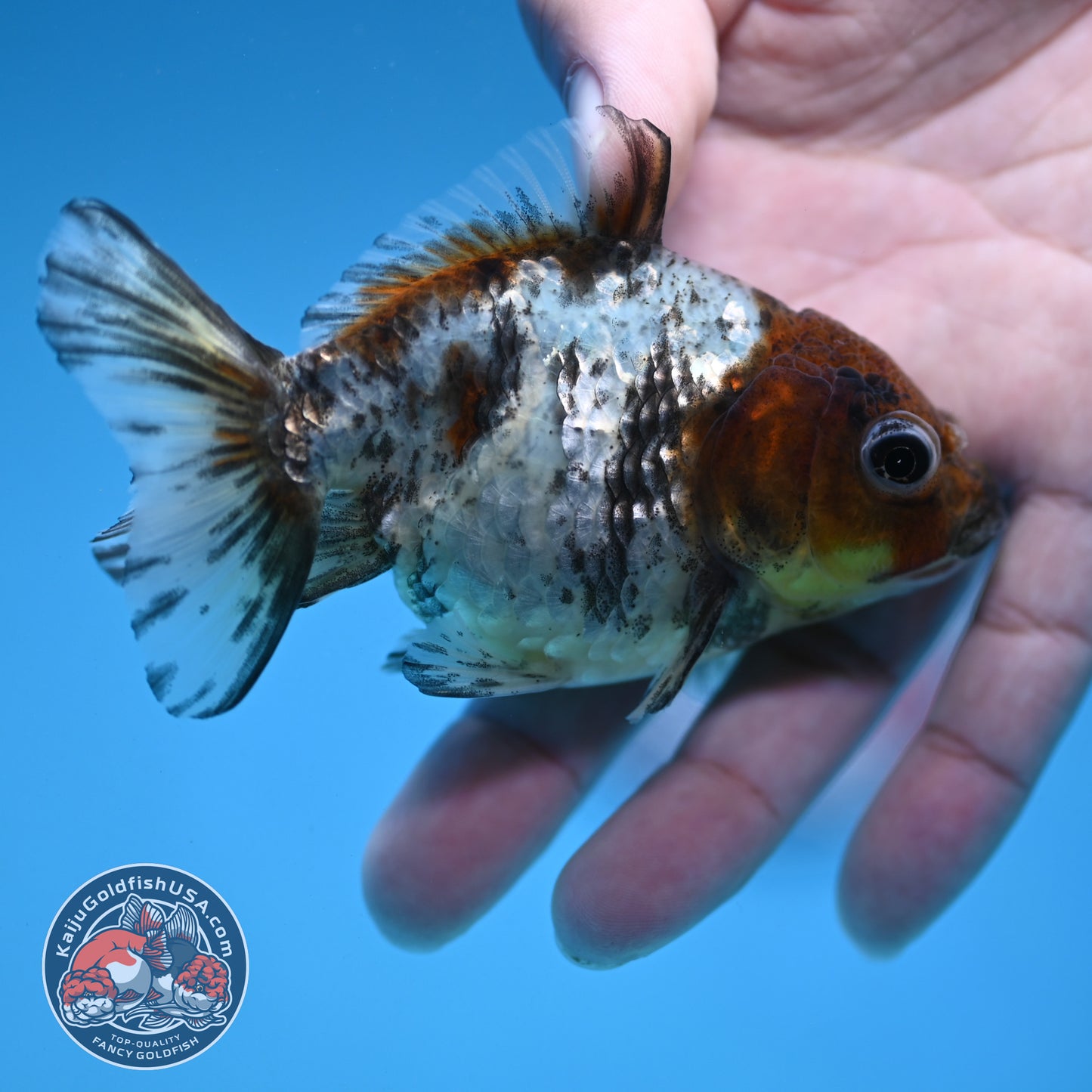 Juvenile Shogun White Tiger Oranda 3 inch Body (251121_OR23)