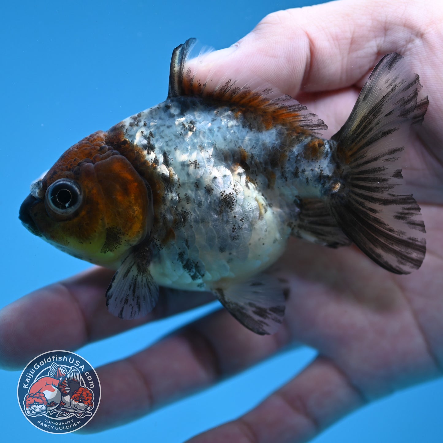 Juvenile Shogun White Tiger Oranda 3 inch Body (251121_OR23)