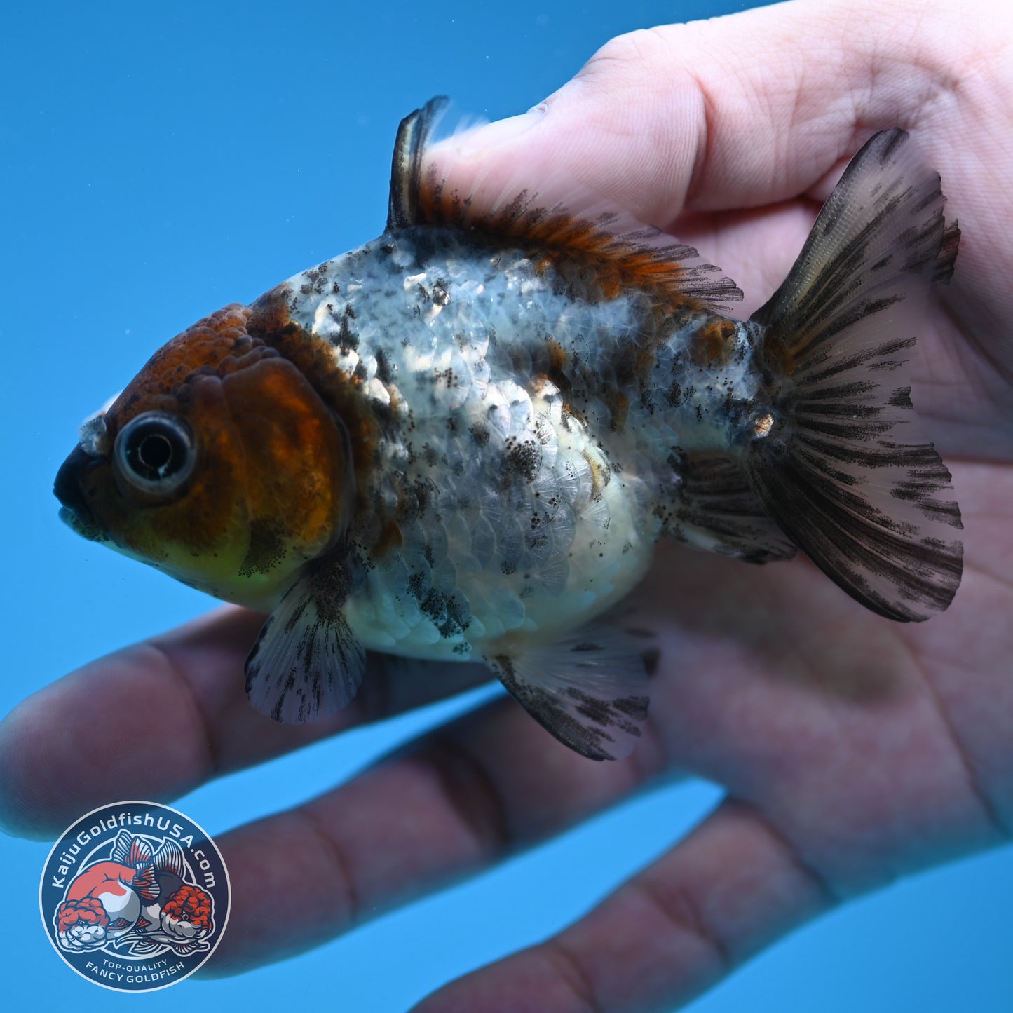 Juvenile Shogun White Tiger Oranda 3 inch Body (251121_OR23)