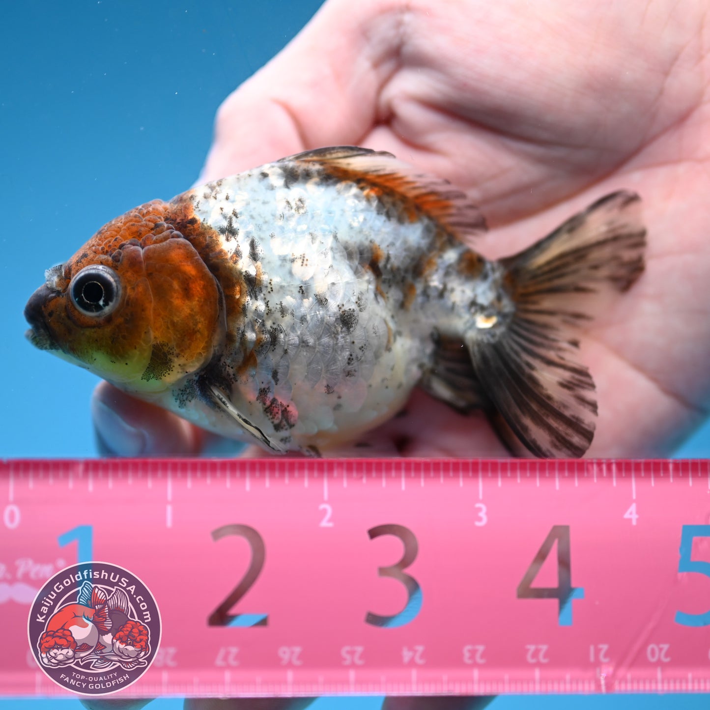 Juvenile Shogun White Tiger Oranda 3 inch Body (251121_OR23)