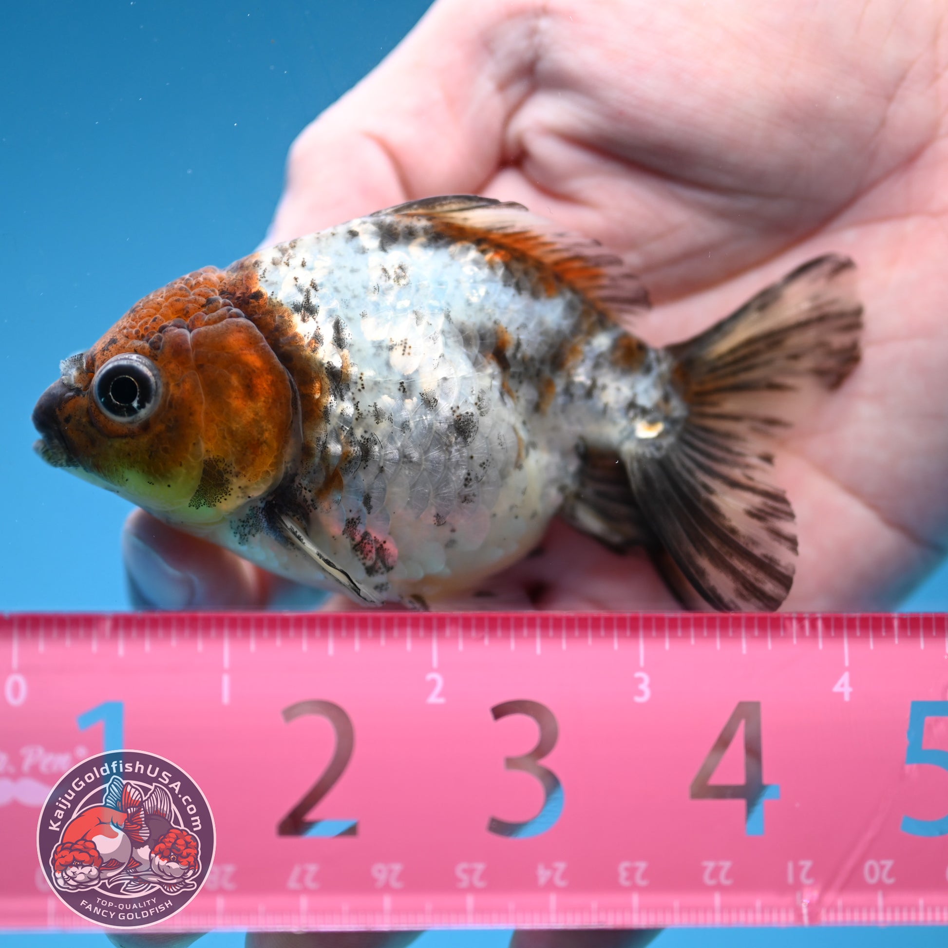 Juvenile Shogun White Tiger Oranda 3 inch Body (251121_OR23)