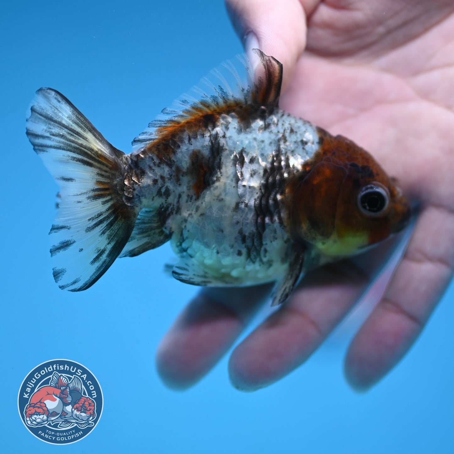 Juvenile Shogun White Tiger Oranda 3 inch Body (251121_OR23)