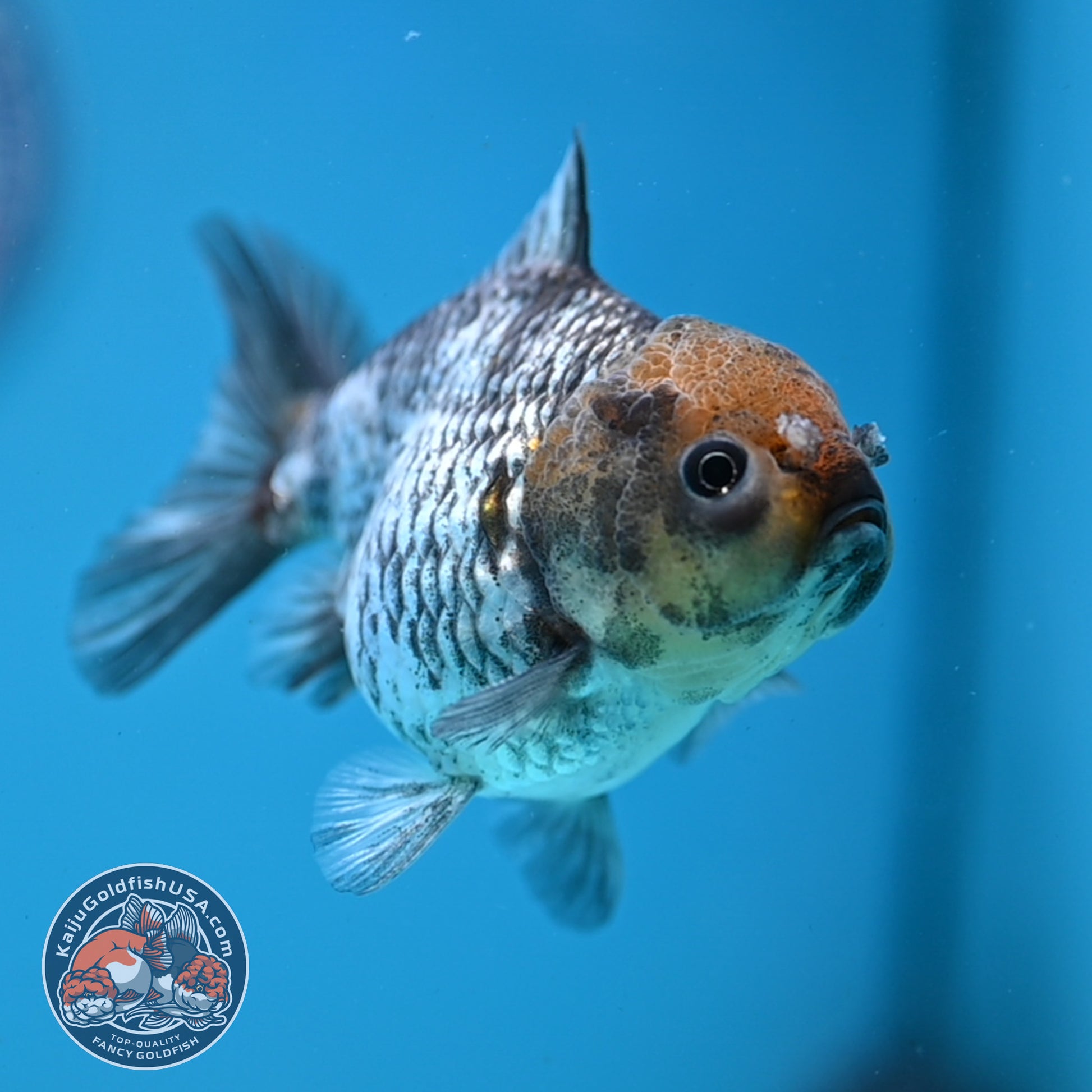 Juvenile Shogun White Tiger Oranda 3.5 inch Body (251107_OR14)