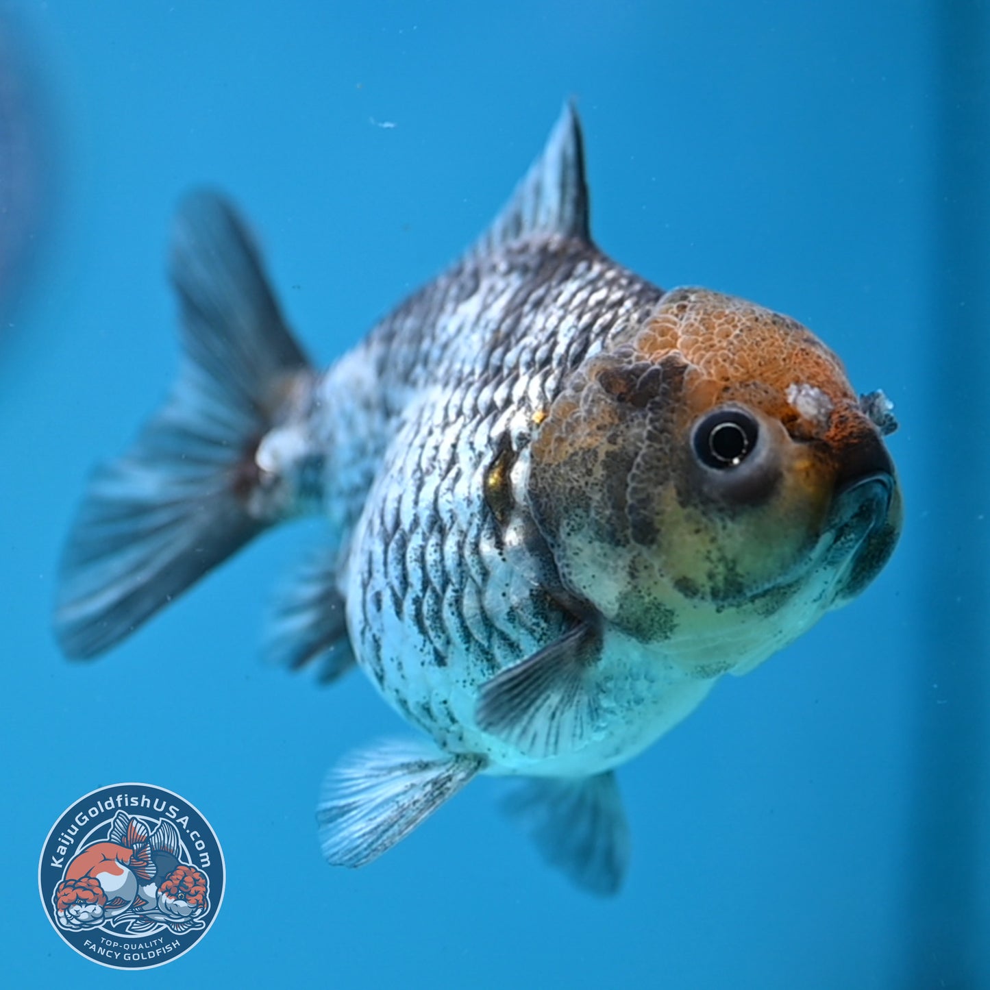 Juvenile Shogun White Tiger Oranda 3.5 inch Body (251107_OR14)