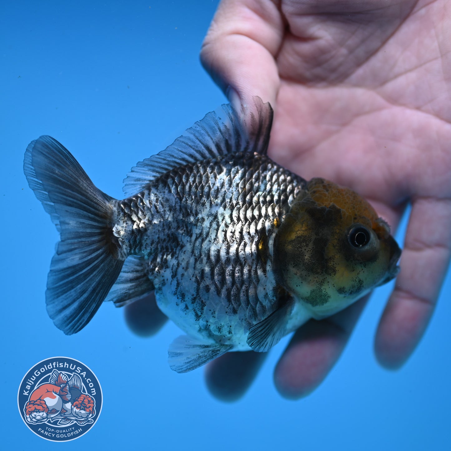 Juvenile Shogun White Tiger Oranda 3.5 inch Body (251107_OR14)