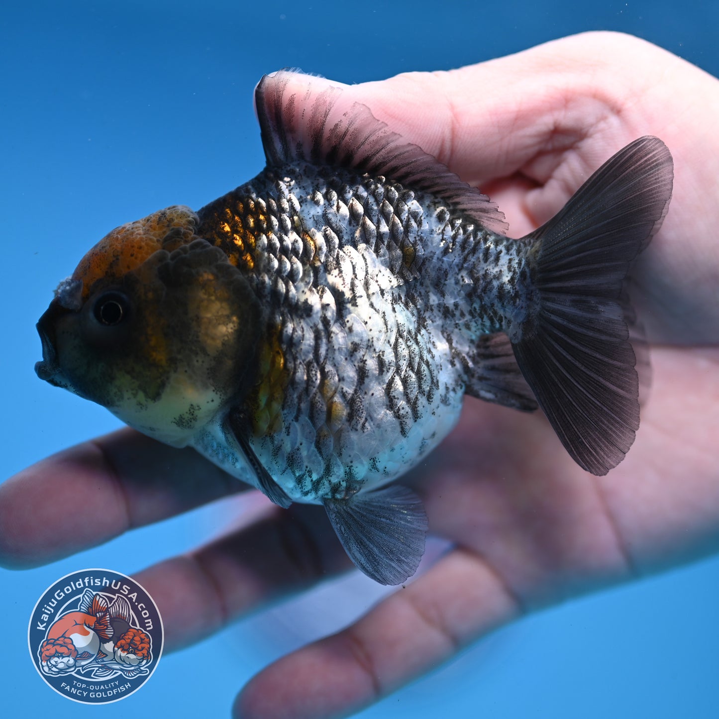 Juvenile Shogun White Tiger Oranda 3.5 inch Body (251107_OR14)