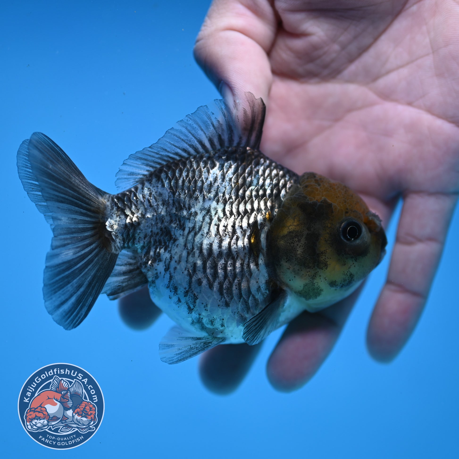 Juvenile Shogun White Tiger Oranda 3.5 inch Body (251107_OR14)