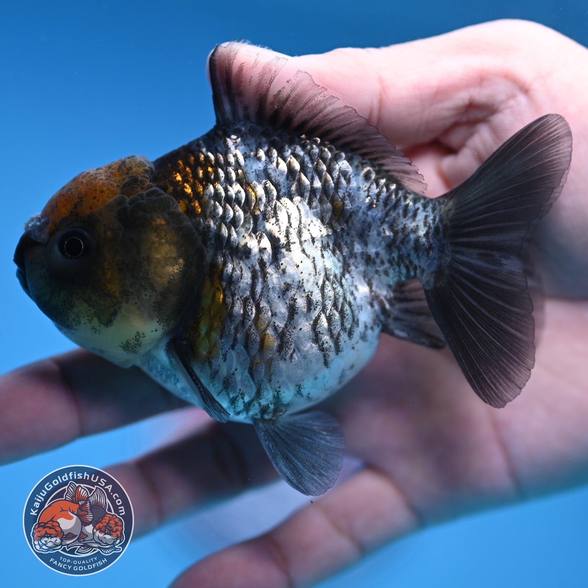 Juvenile Shogun White Tiger Oranda 3.5 inch Body (251107_OR14)