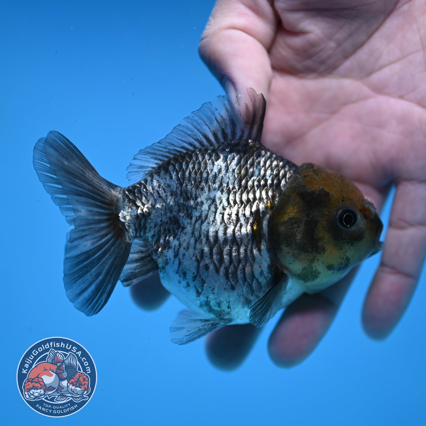Juvenile Shogun White Tiger Oranda 3.5 inch Body (251107_OR14)