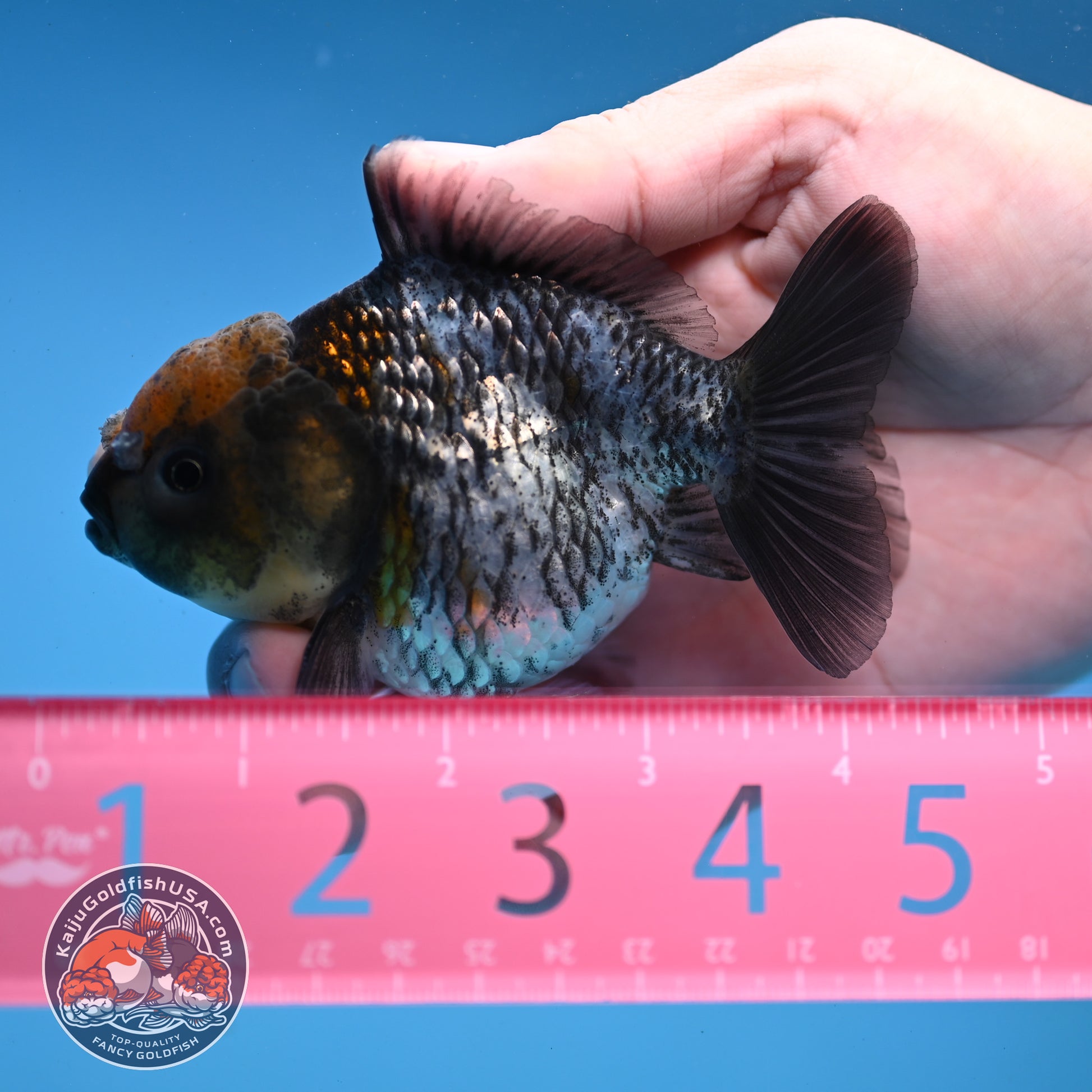 Juvenile Shogun White Tiger Oranda 3.5 inch Body (251107_OR14)