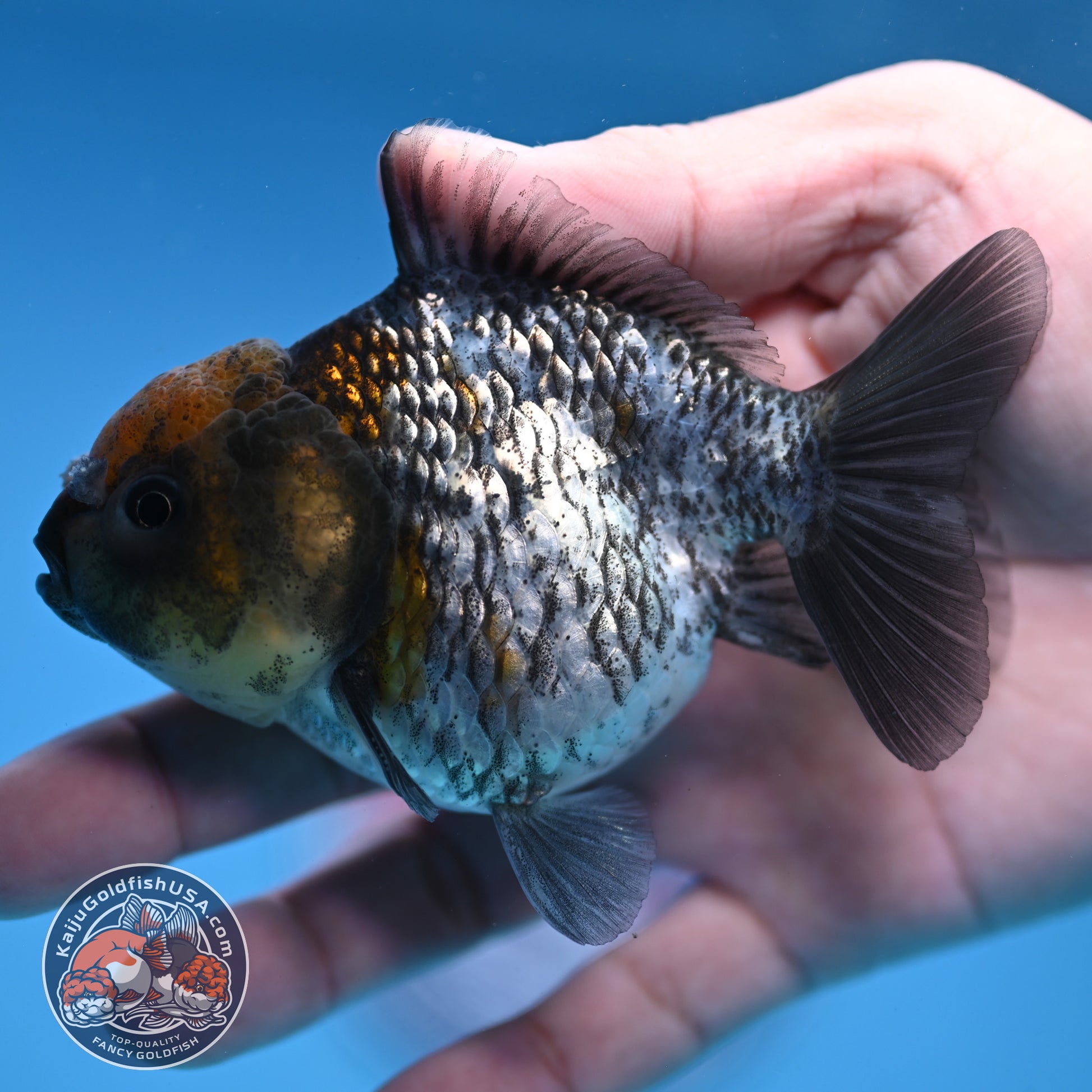 Juvenile Shogun White Tiger Oranda 3.5 inch Body (251107_OR14)