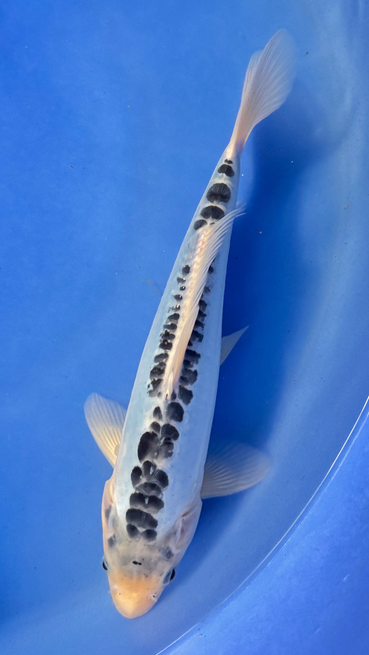 Kikokuryu 9 inches (261022_KOI08)