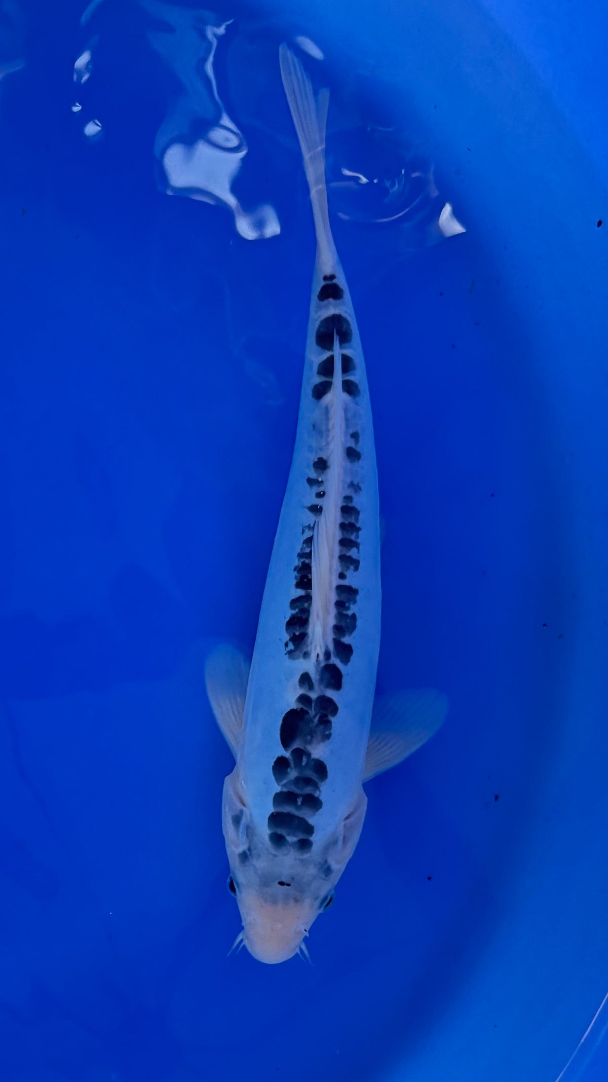Kikokuryu 9 inches (261022_KOI08)