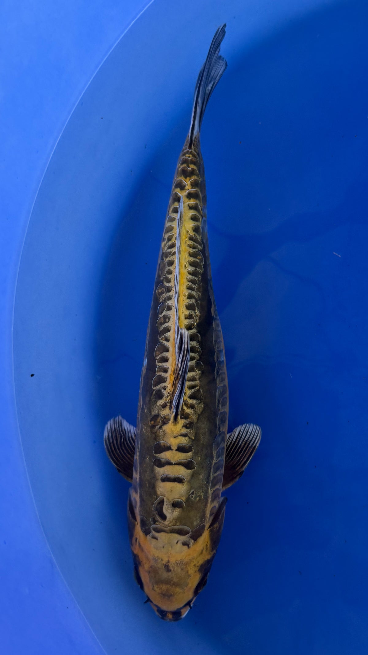 Kin Kikukuryu 14 inches (261022_KOI17)