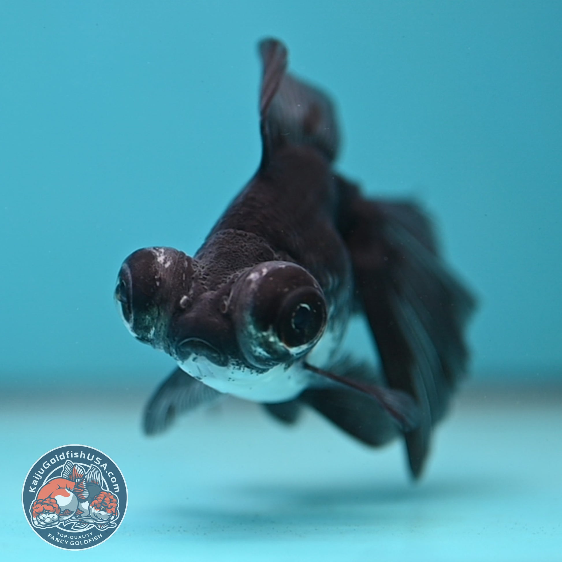 Kirin Butterfly Telescope 3 inch Body (260123_TL04)