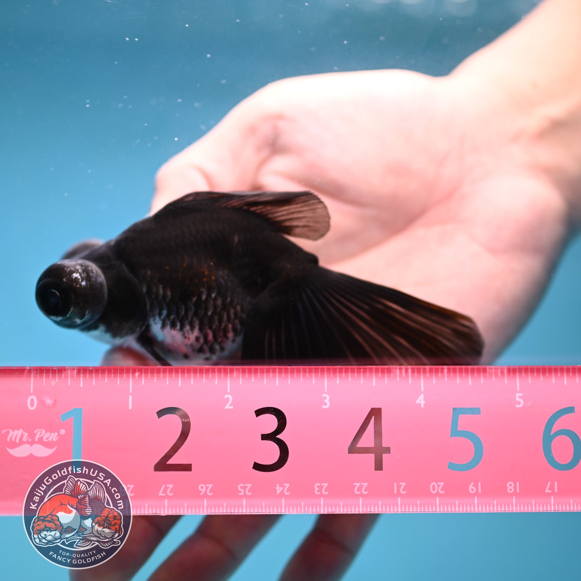 Kirin Butterfly Telescope 3 inch Body (260123_TL04)