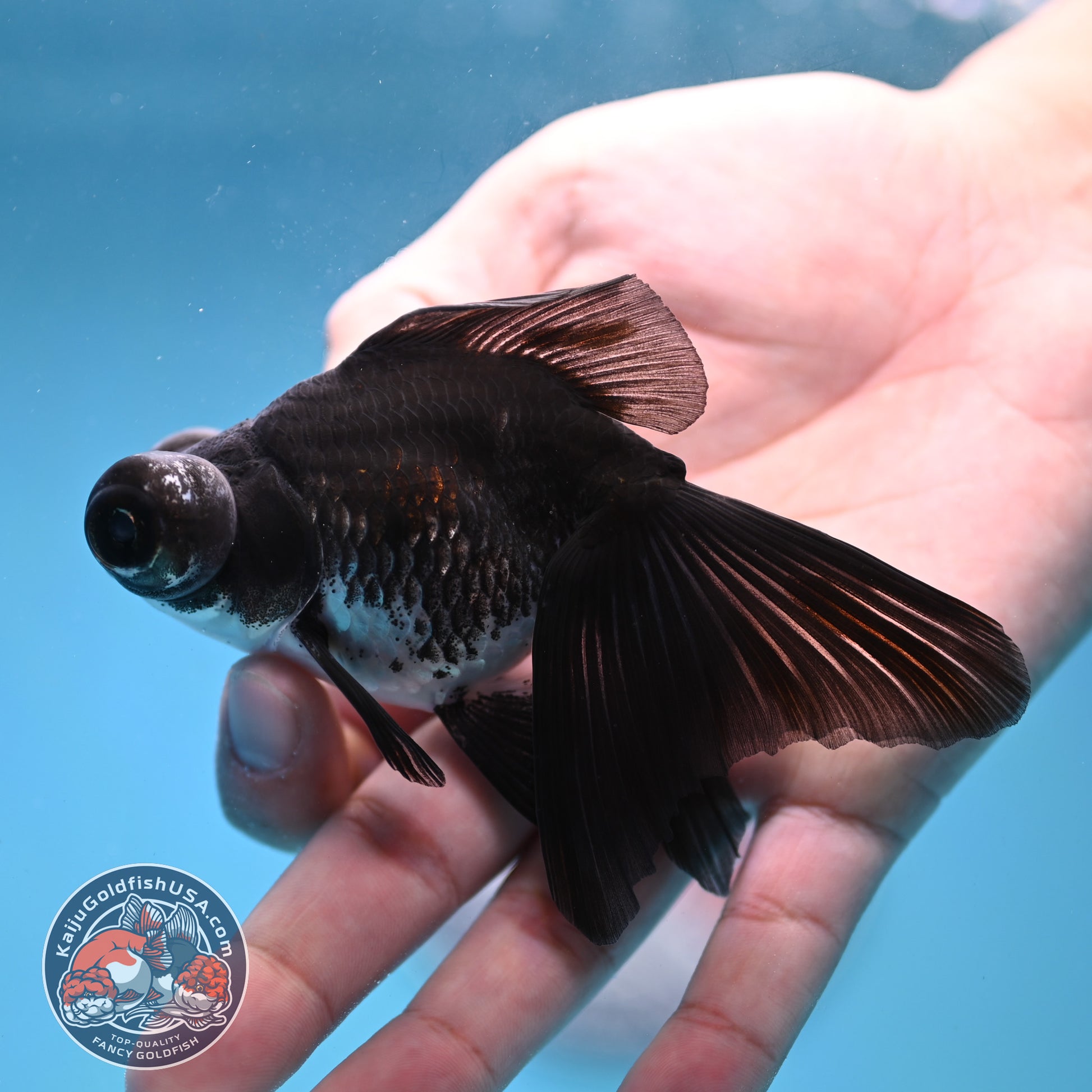 Kirin Butterfly Telescope 3 inch Body (260123_TL04)