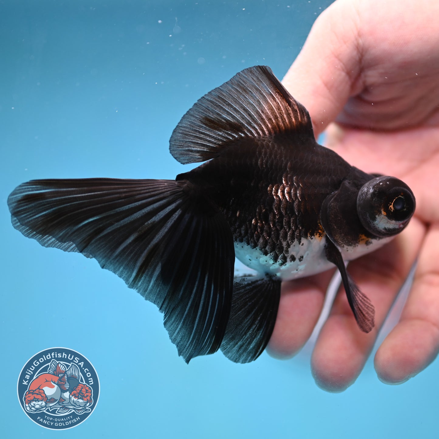 Kirin Butterfly Telescope 3 inch Body (260123_TL04)