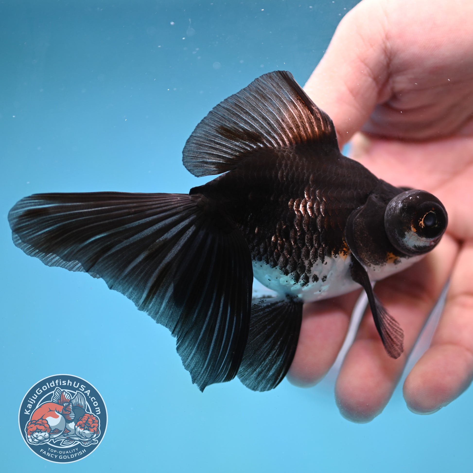 Kirin Butterfly Telescope 3 inch Body (260123_TL04)