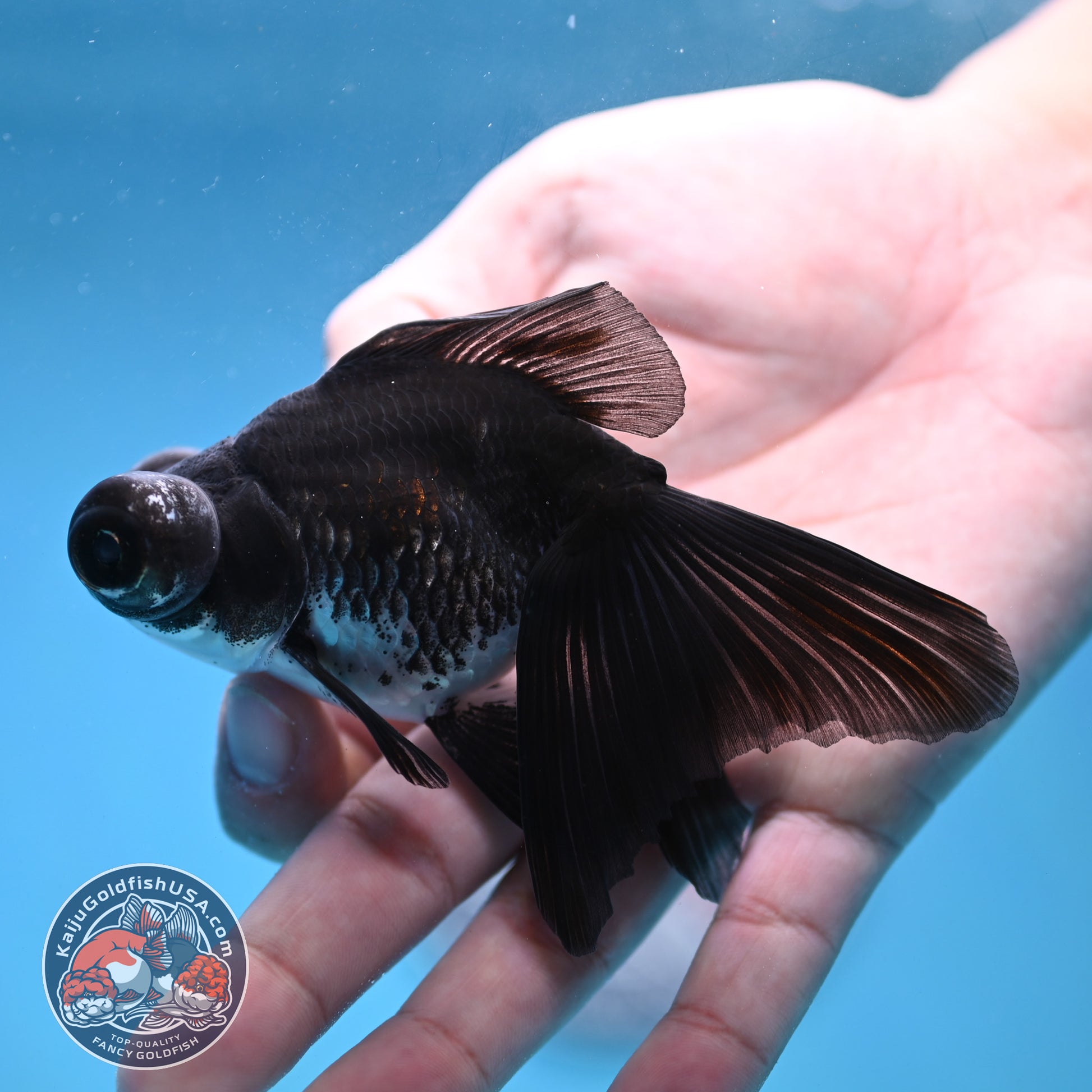 Kirin Butterfly Telescope 3 inch Body (260123_TL04)