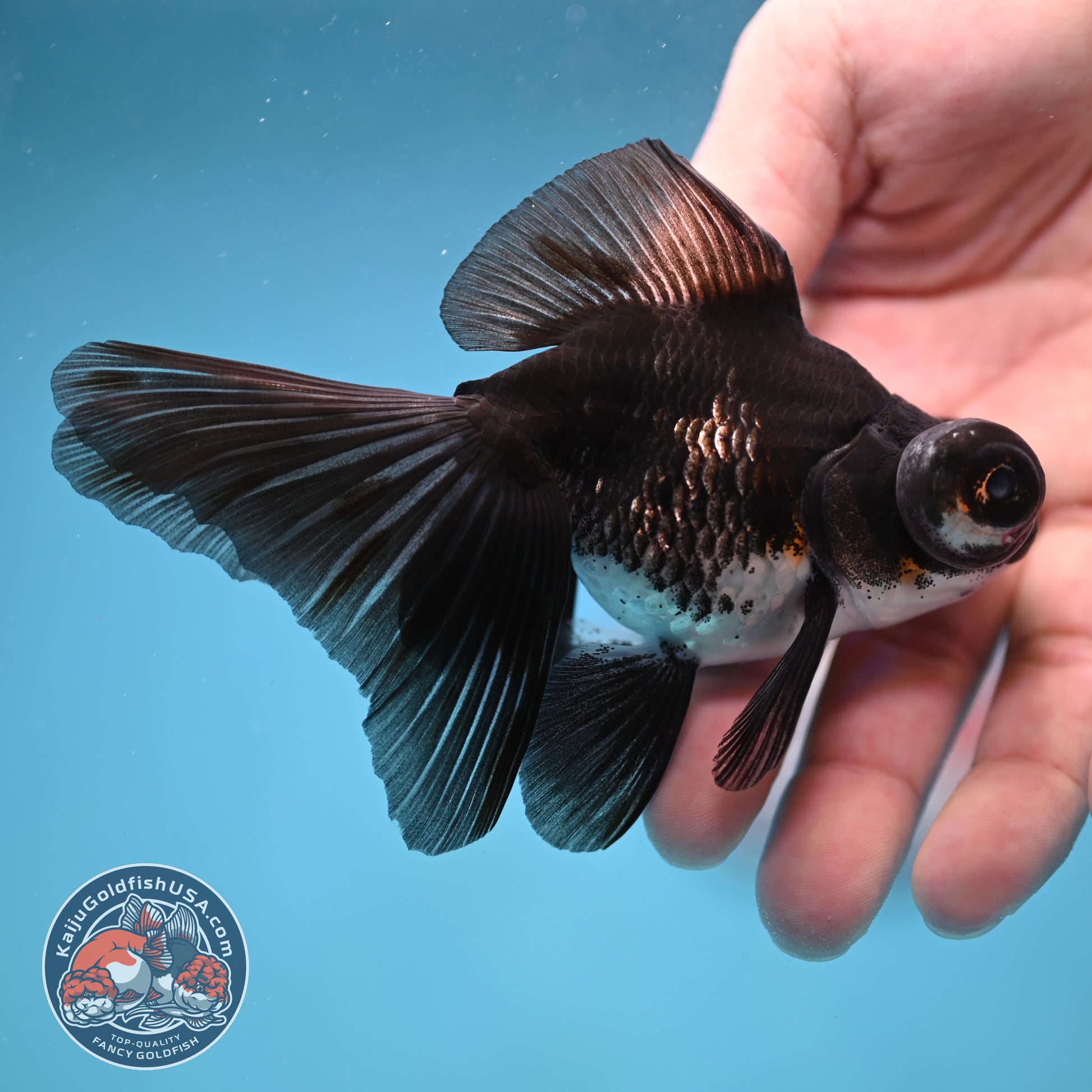 Kirin Butterfly Telescope 3 inch Body (260123_TL04)