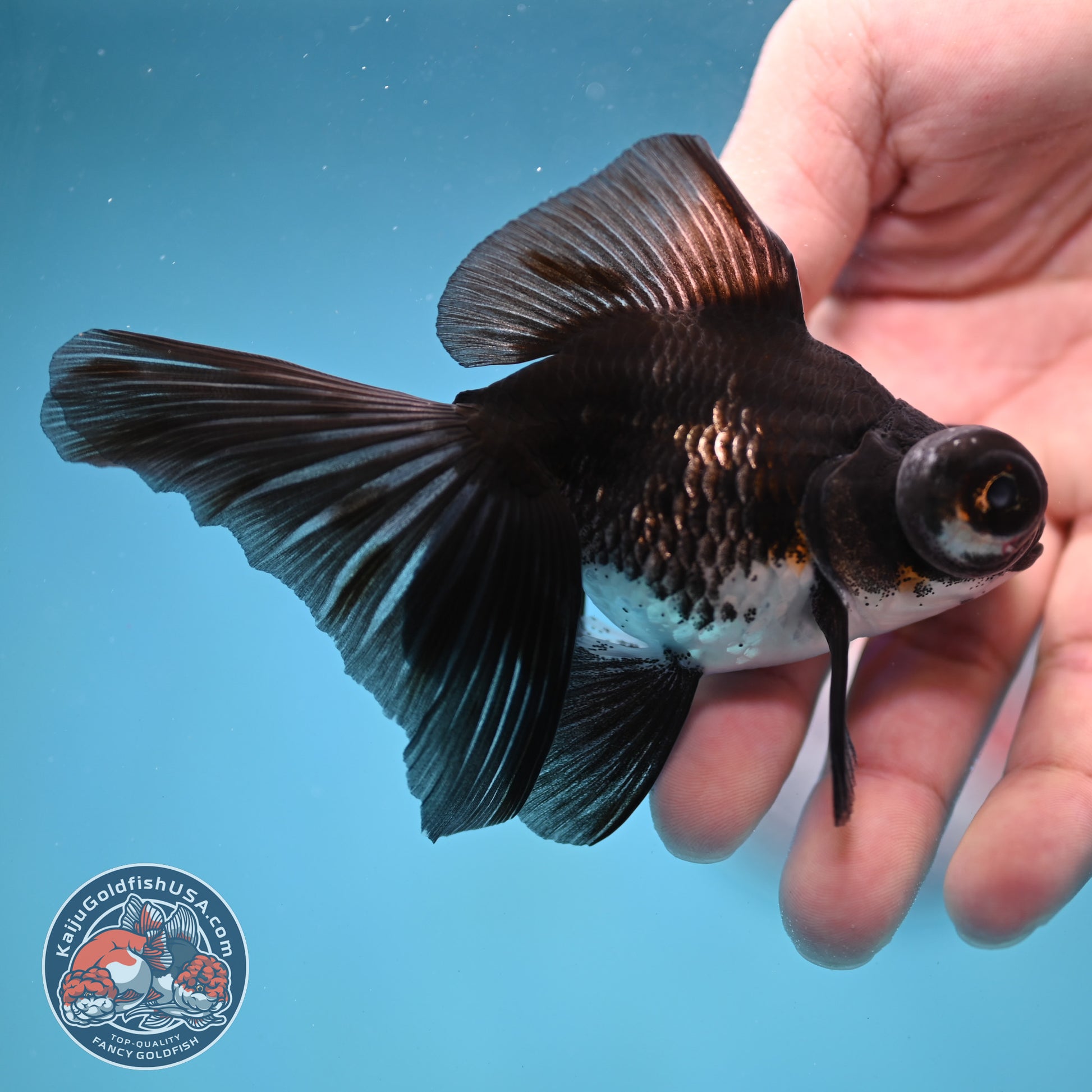 Kirin Butterfly Telescope 3 inch Body (260123_TL04)