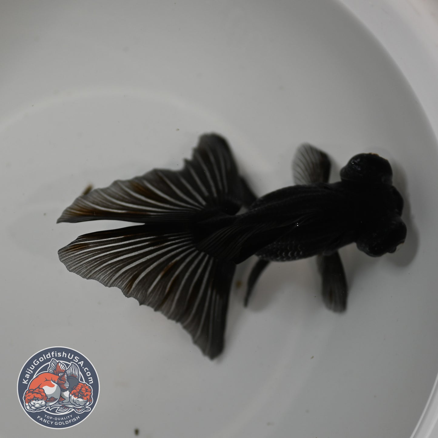 Kirin Butterfly Telescope 3 inch Body (260123_TL04)