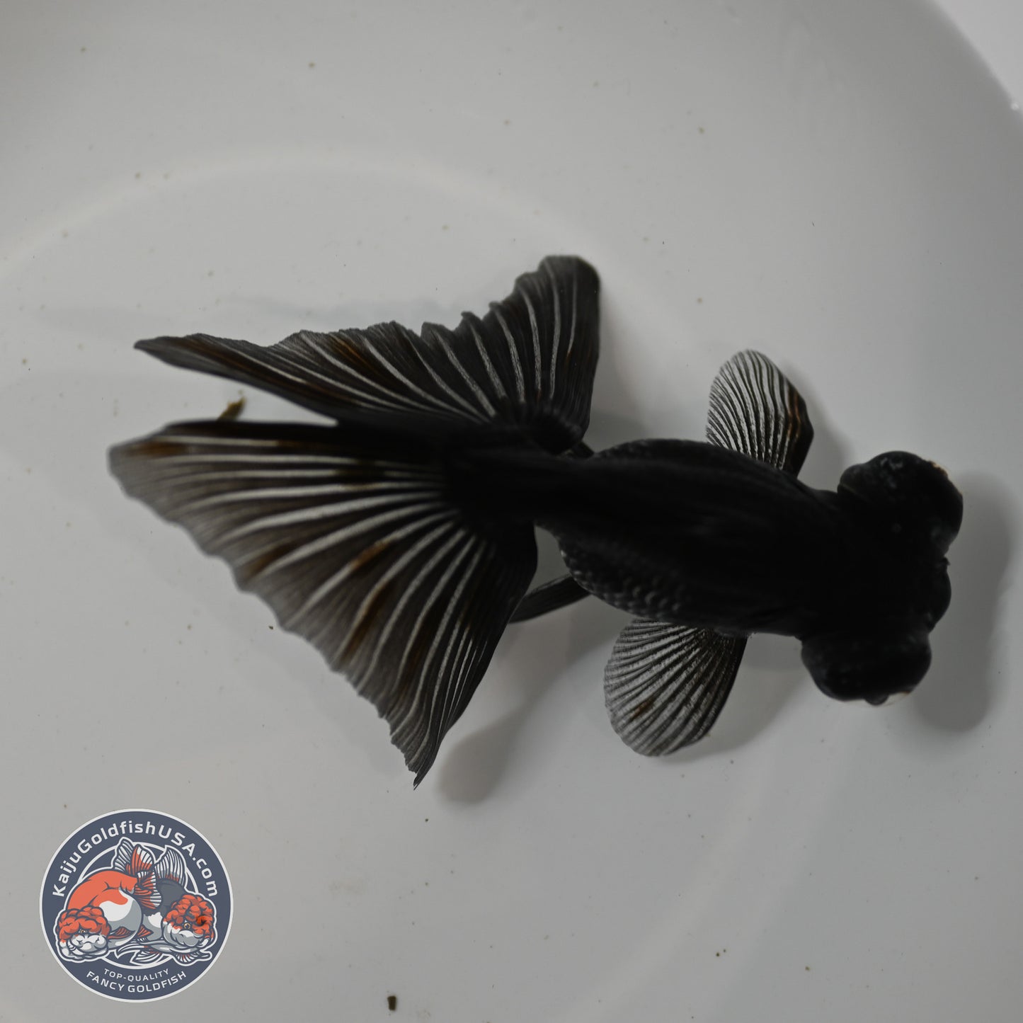 Kirin Butterfly Telescope 3 inch Body (260123_TL04)