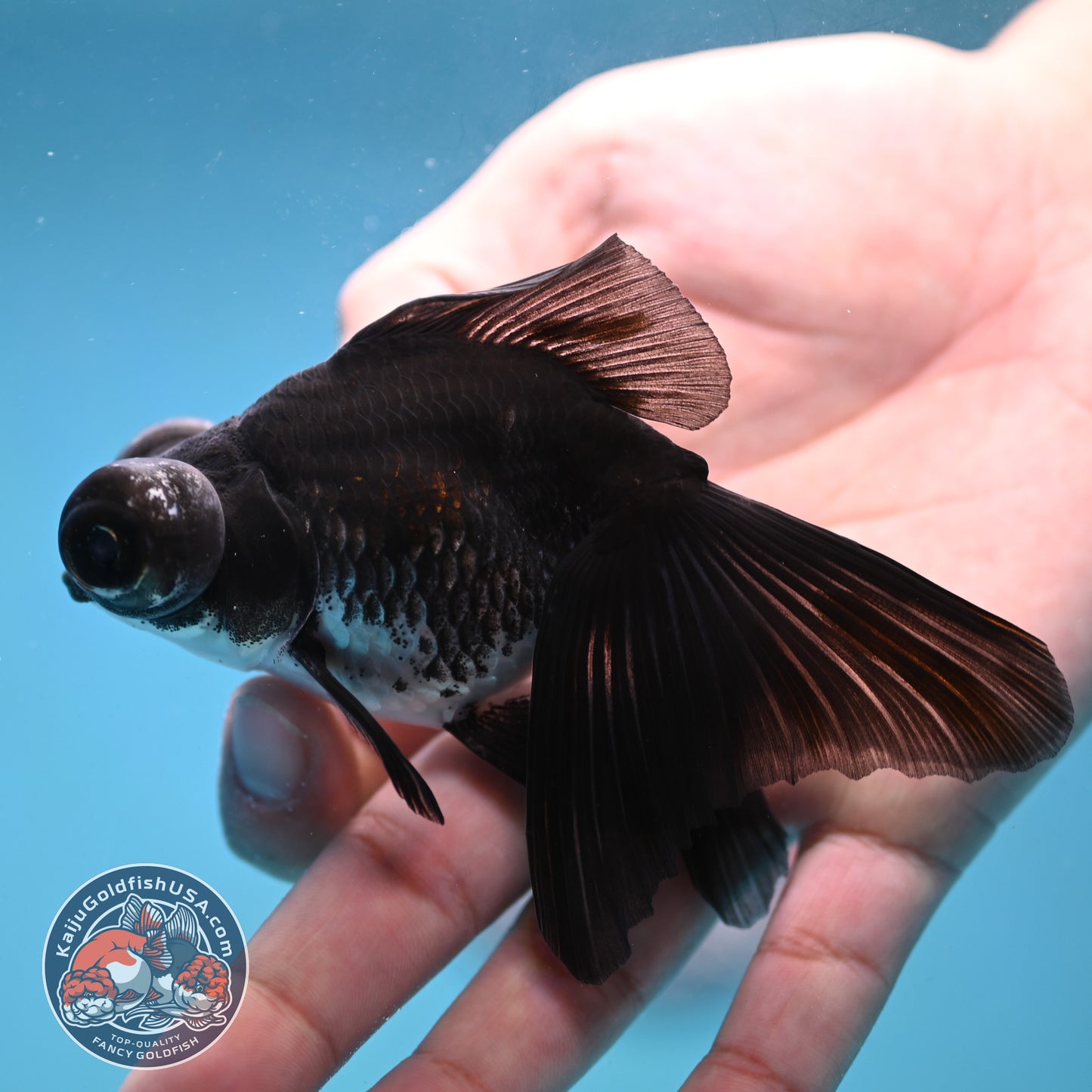 Kirin Butterfly Telescope 3 inch Body (260123_TL04)