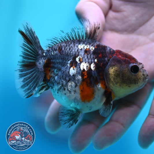 Kirin Oranda 3 inch Body (260424_OR15)