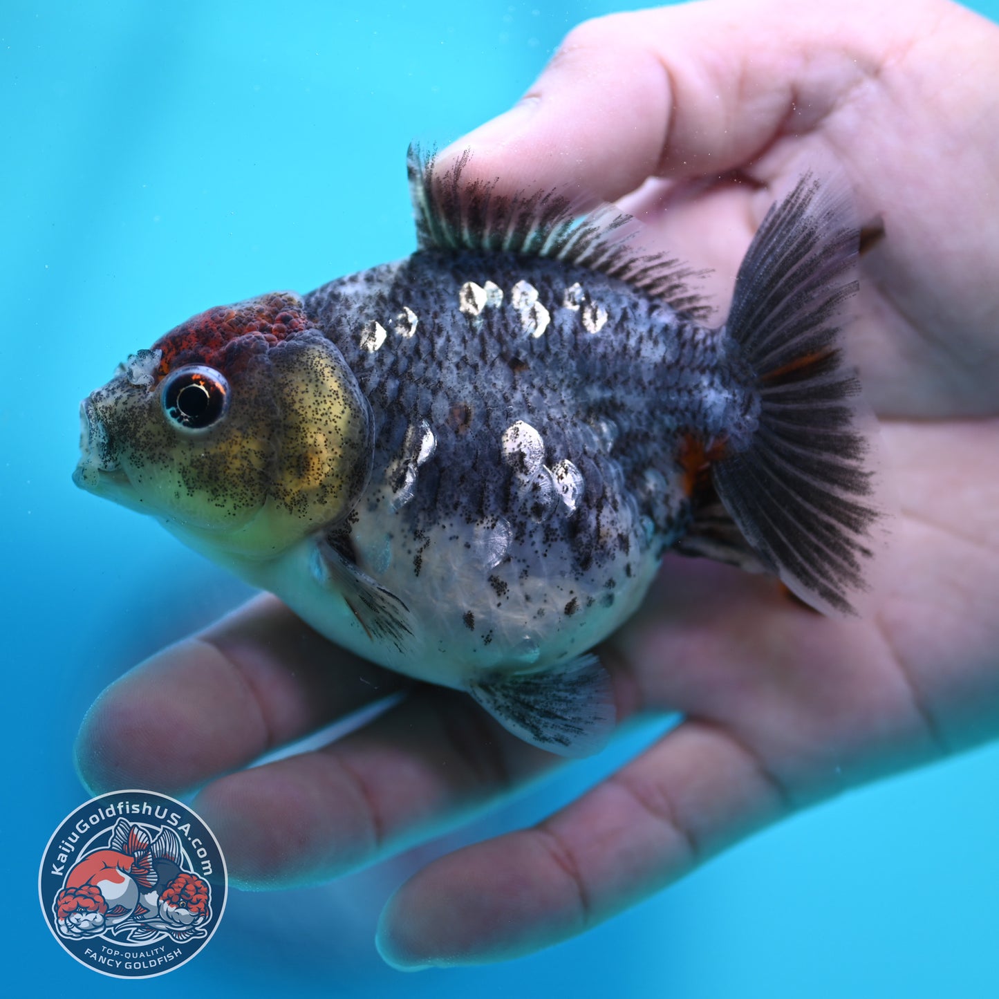 Kirin Oranda 3 inch Body (260424_OR15)