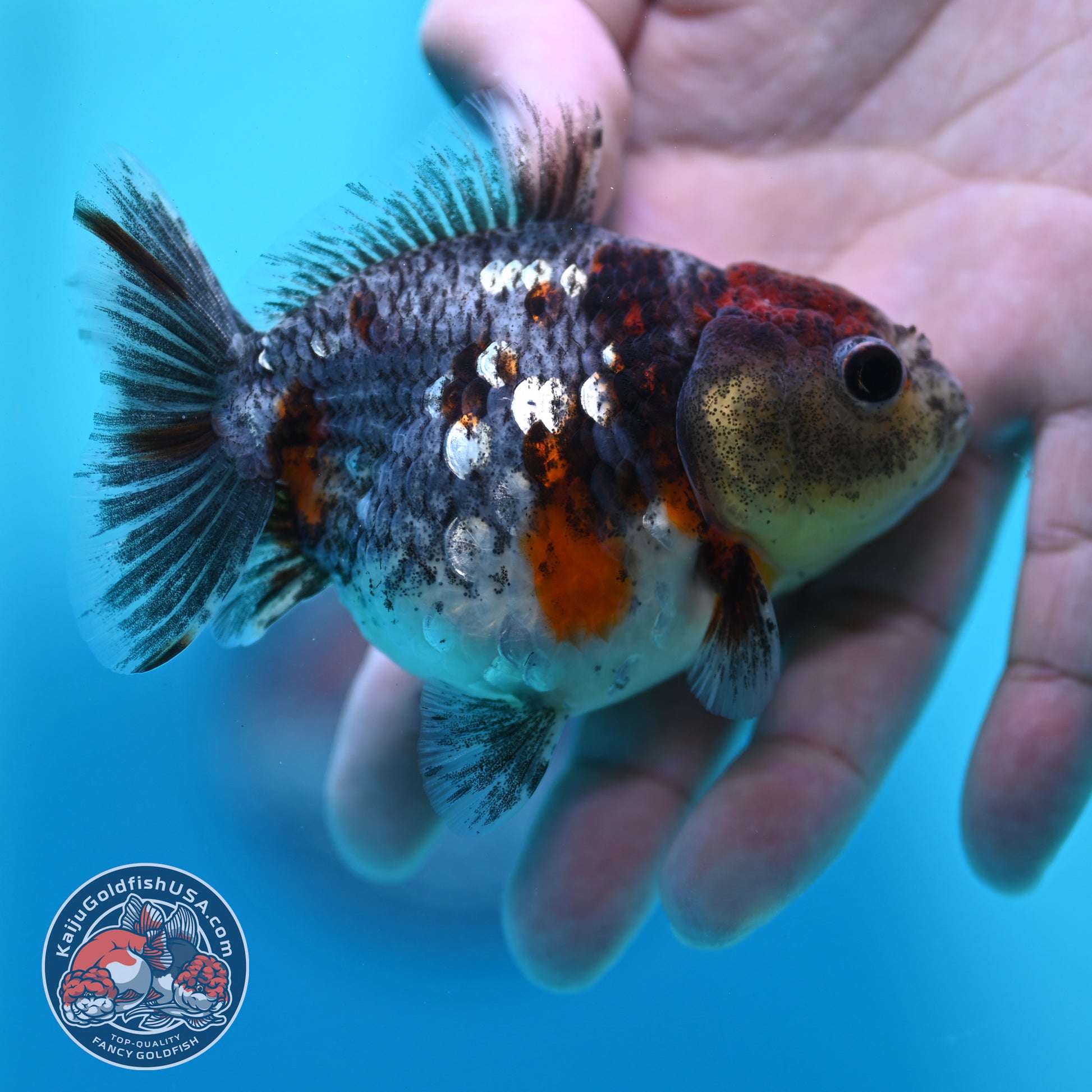 Kirin Oranda 3 inch Body (260424_OR15)