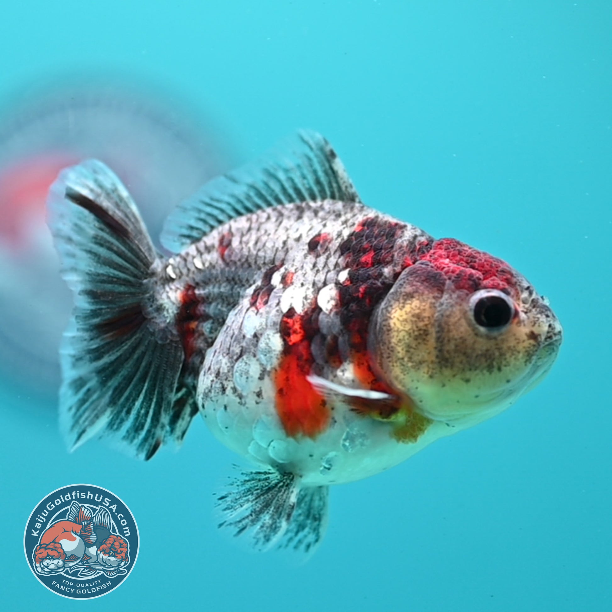 Kirin Oranda 3 inch Body (260424_OR15)