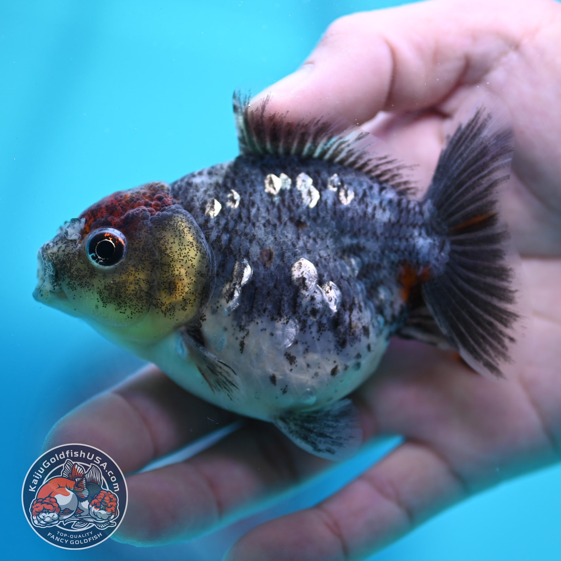 Kirin Oranda 3 inch Body (260424_OR15)