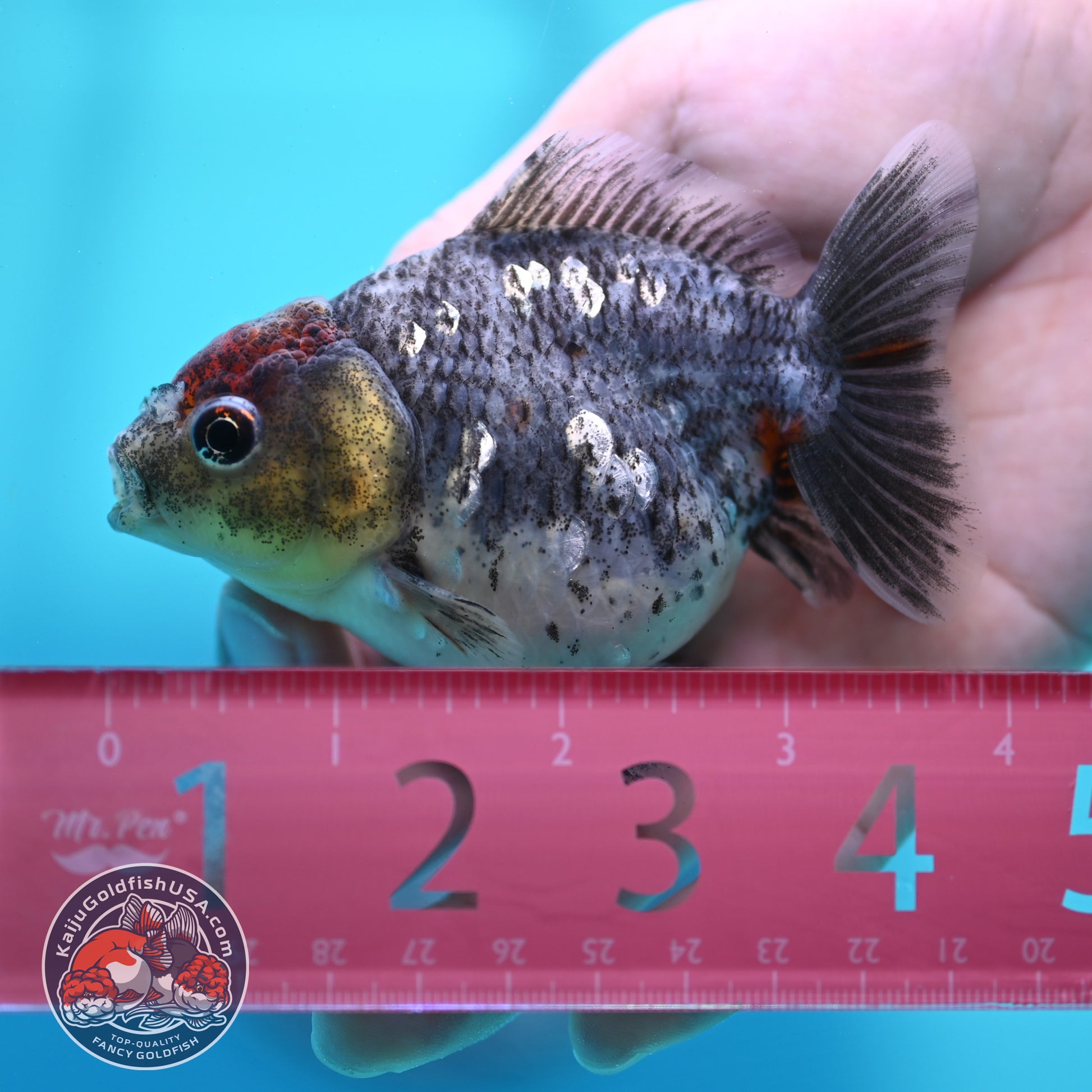 Kirin Oranda 3 inch Body (260424_OR15)