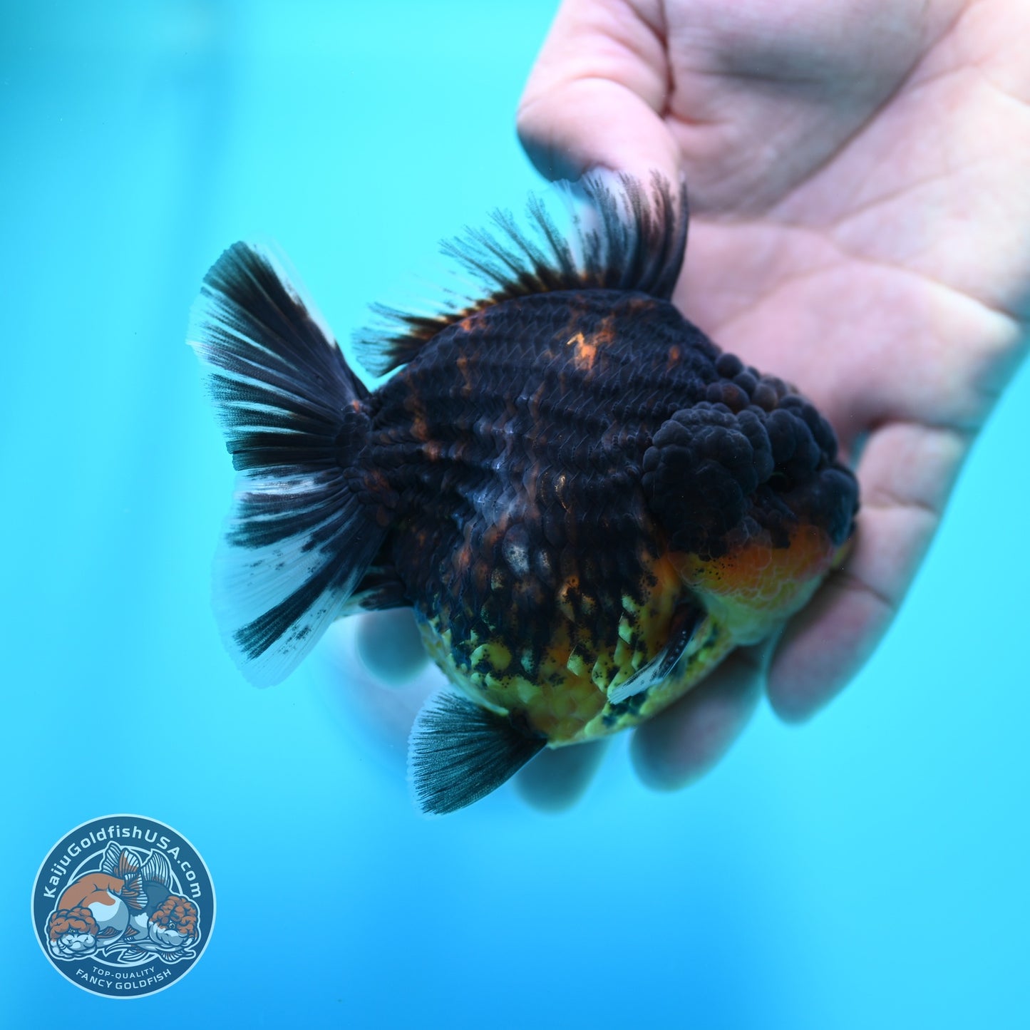 Kirin Oranda 3.5 inch Body (260605_OR05)