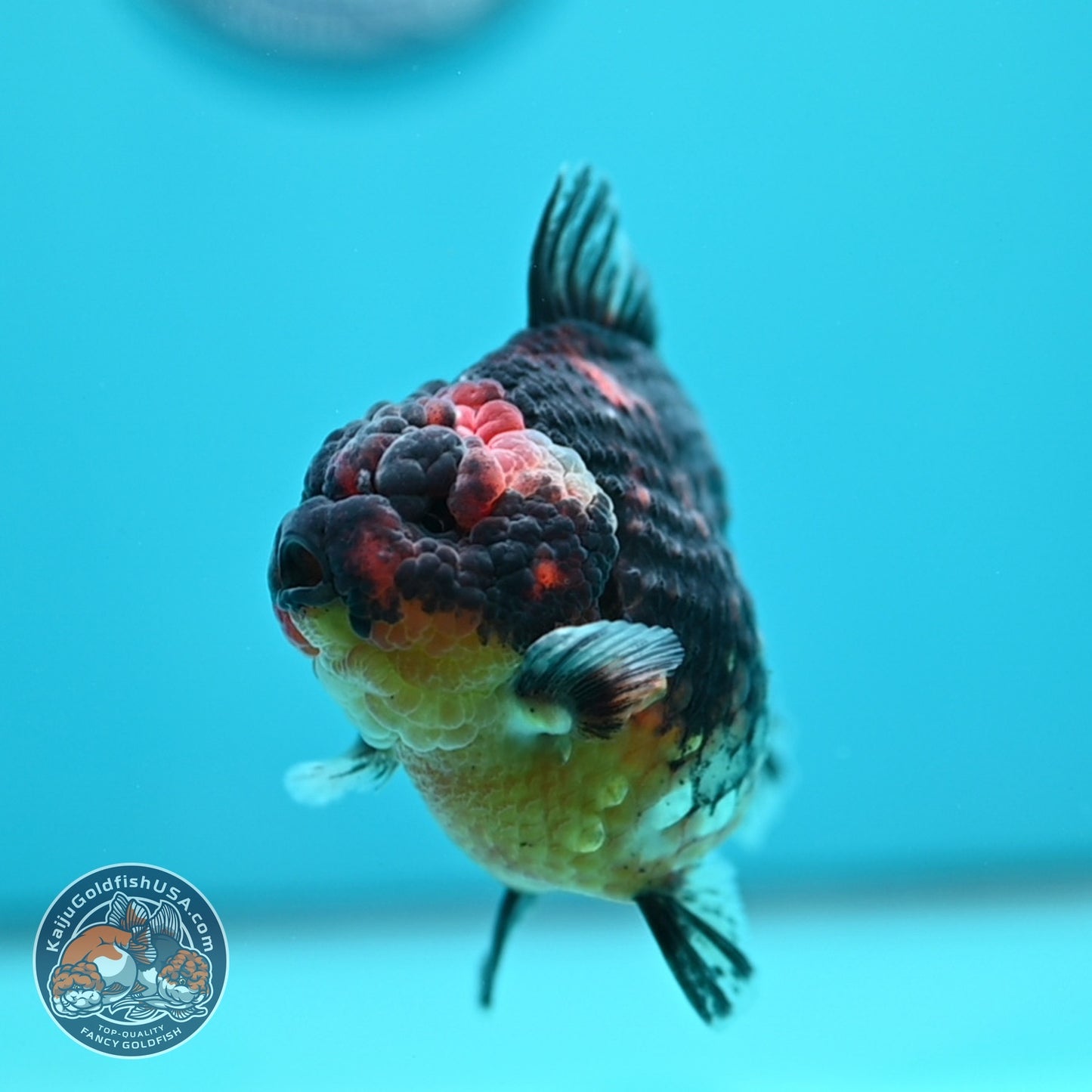 Kirin Oranda 3.5 inch Body (260605_OR05)