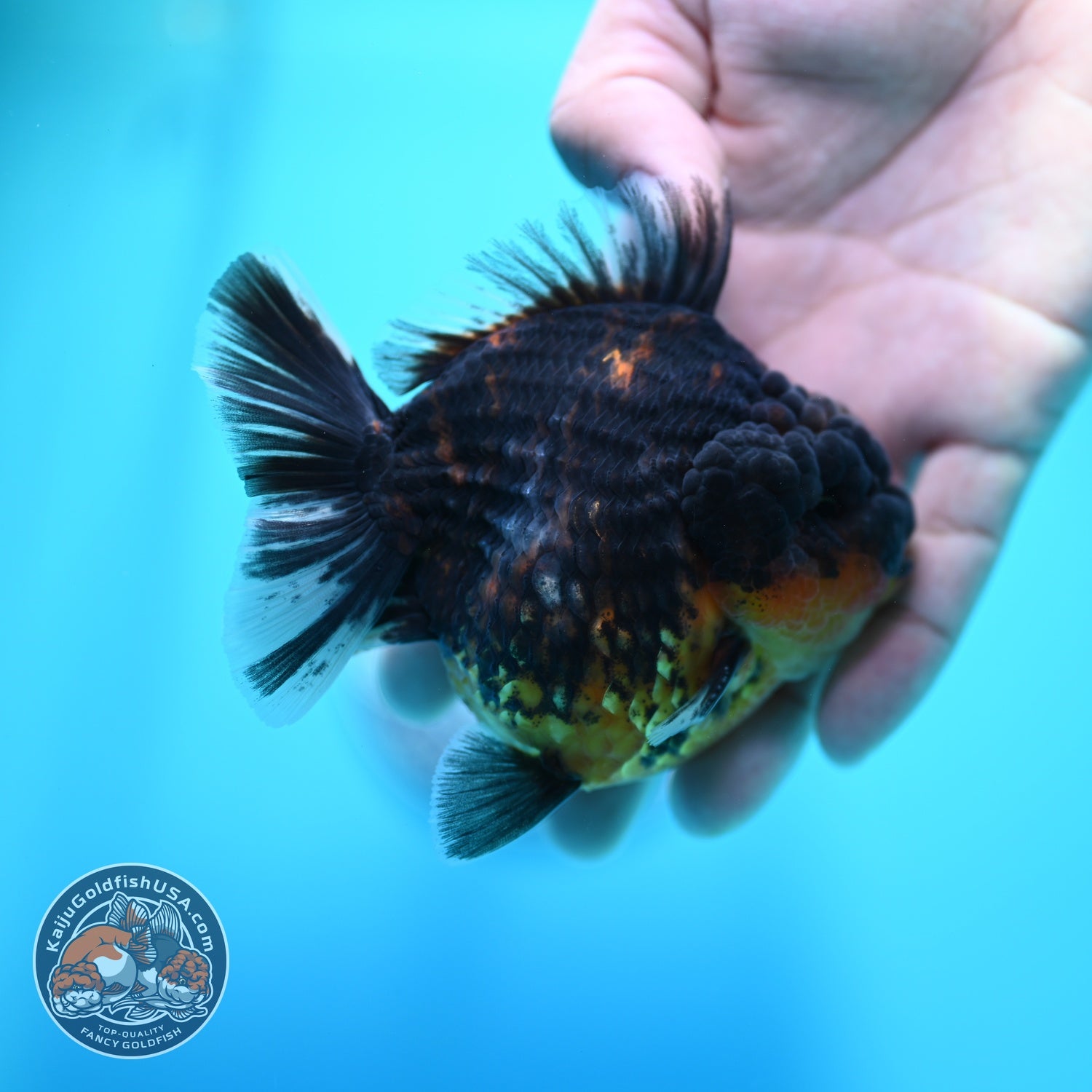 Kirin Oranda 3.5 inch Body (260605_OR05)